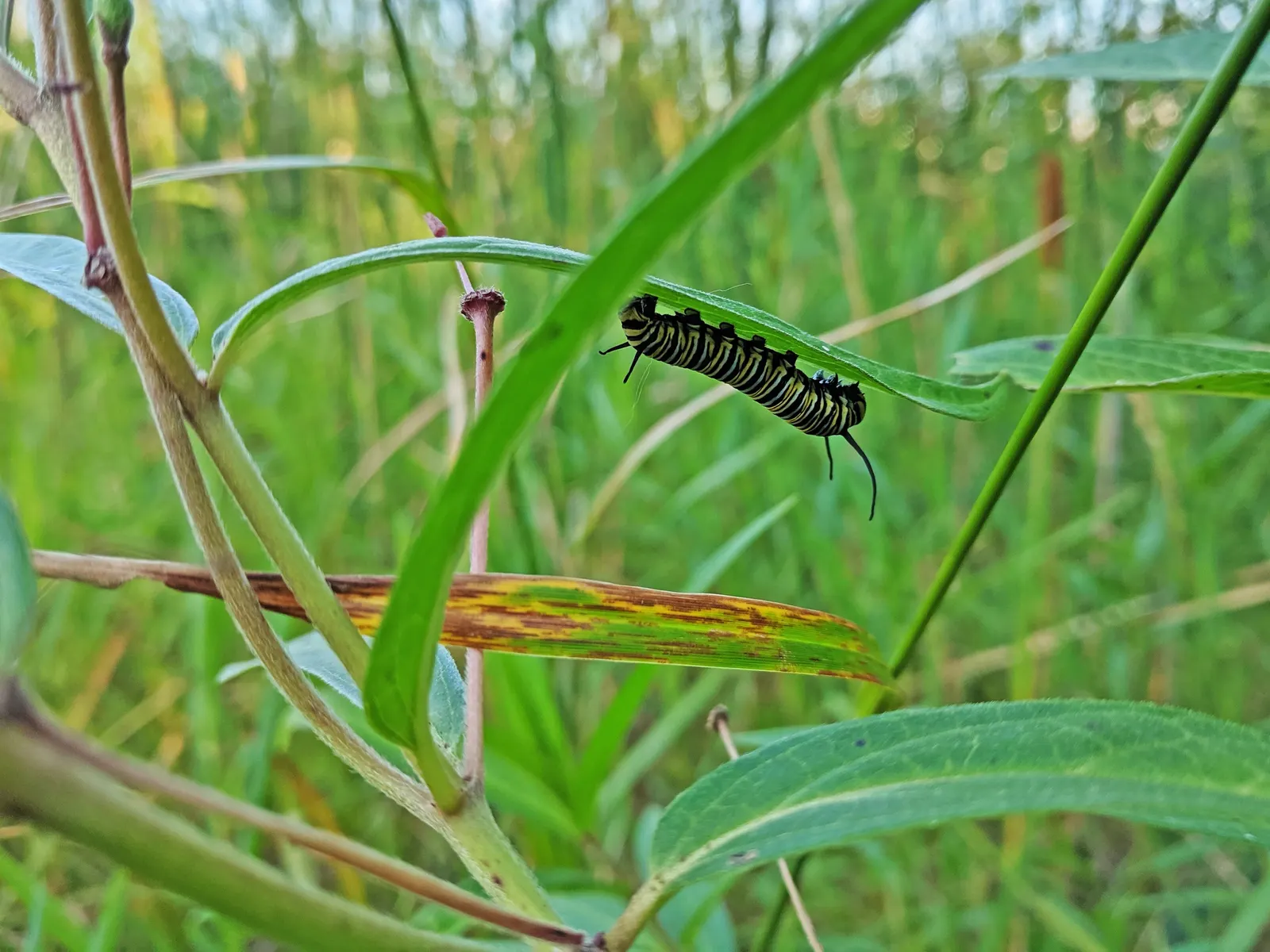 Red Milkweed (Asclepias Incarnata) — perennial with pink blooms; it is particularly noted as a larval host for the Monarch butterfly
