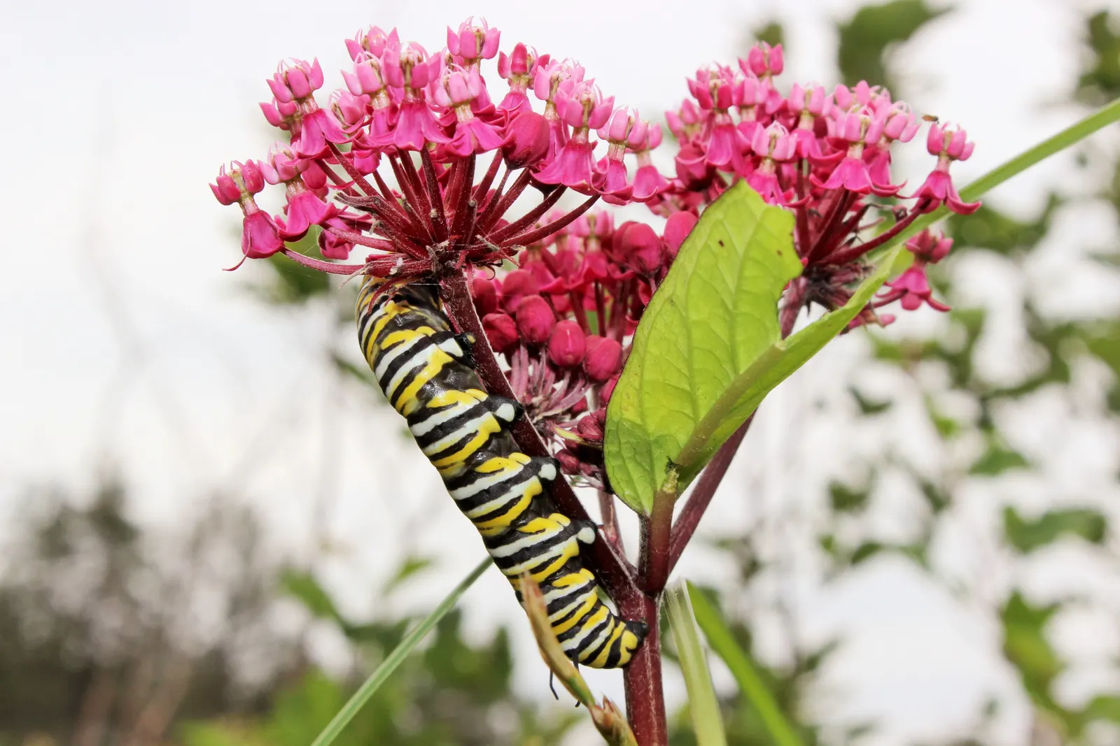 Red Milkweed (Asclepias Incarnata) — preferring moist to wet soils; and can even endure occasional flooding, image 137
