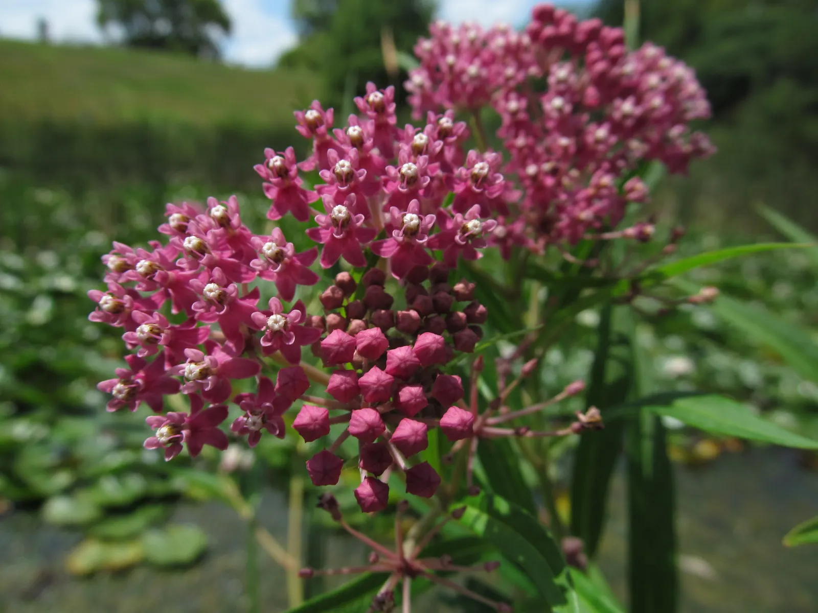 Red Milkweed (Asclepias Incarnata) — consider its ecological benefits and seasonal interest; displaying lanceolate leaves that grow up to 6 inches, image 99