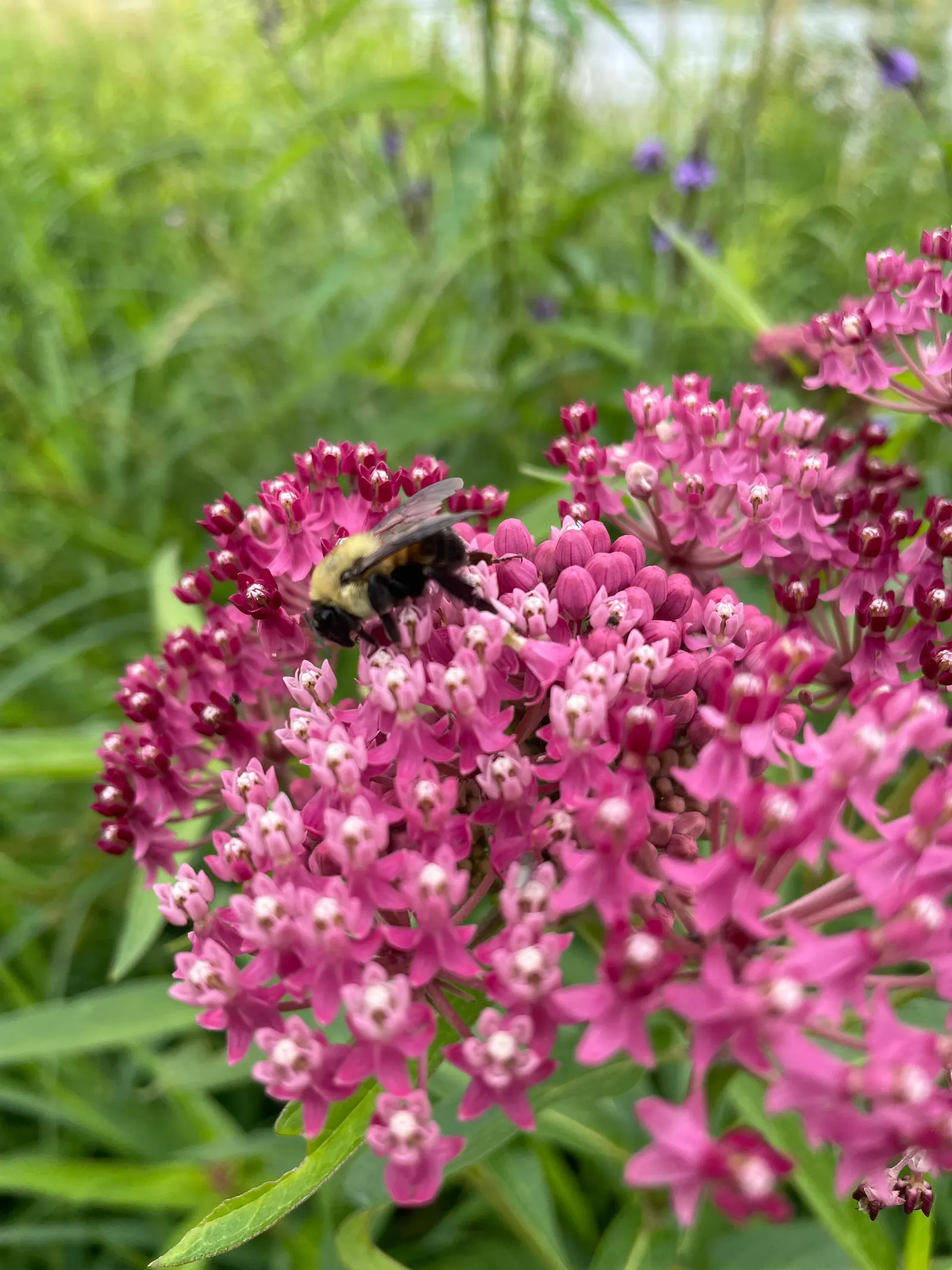 Red Milkweed (Asclepias Incarnata) — it thrives in full sun to partial shade