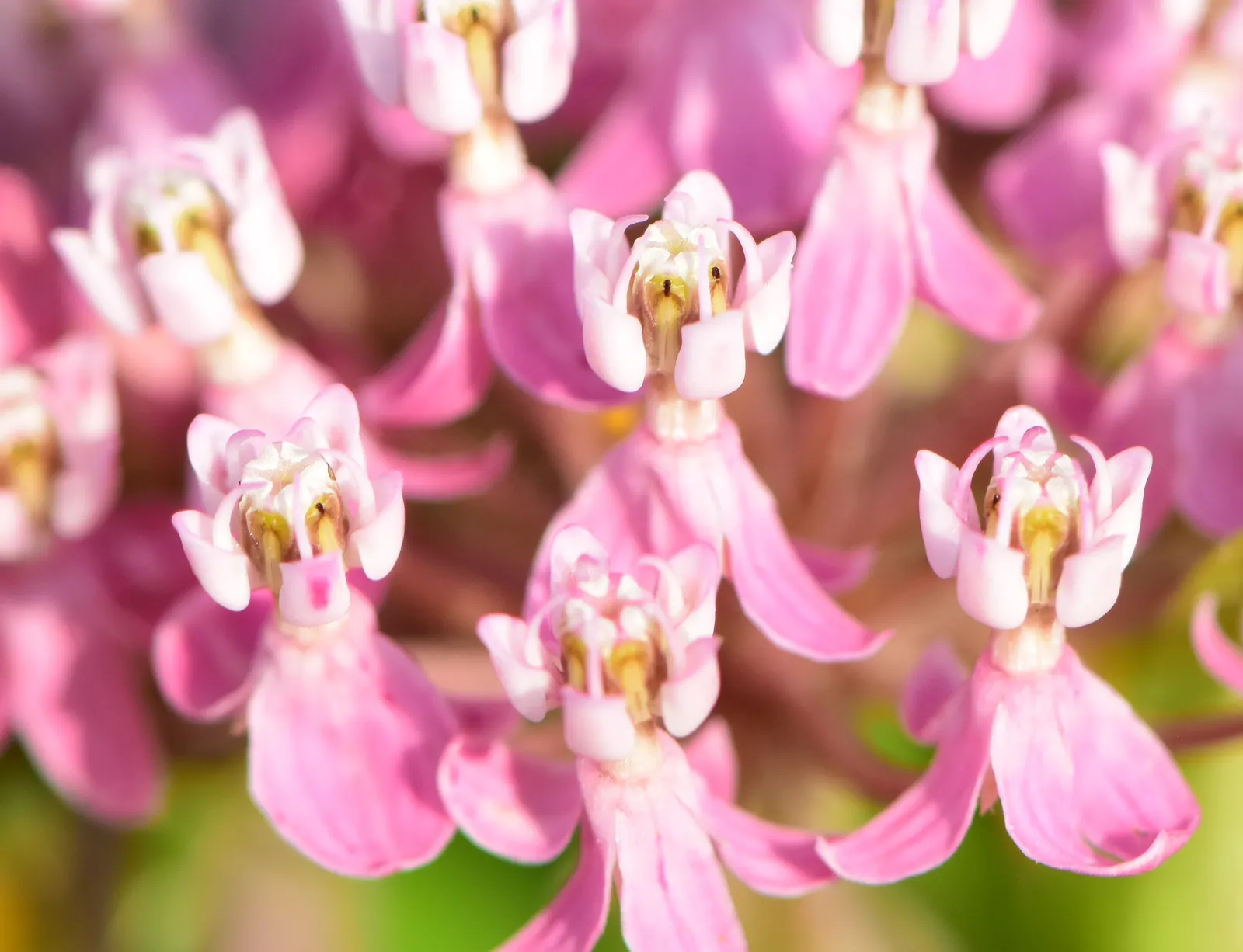 Red Milkweed (Asclepias Incarnata) — ensuring it becomes both an aesthetic focal point and an ecological asset in your client's garden; is a perennial prized