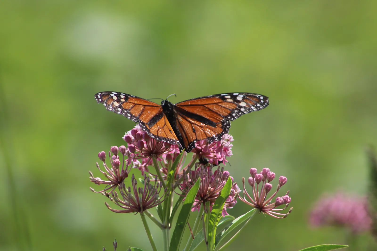 Red Milkweed (Asclepias Incarnata) — which bloom from June to August; being naturally found in wetlands, image 133