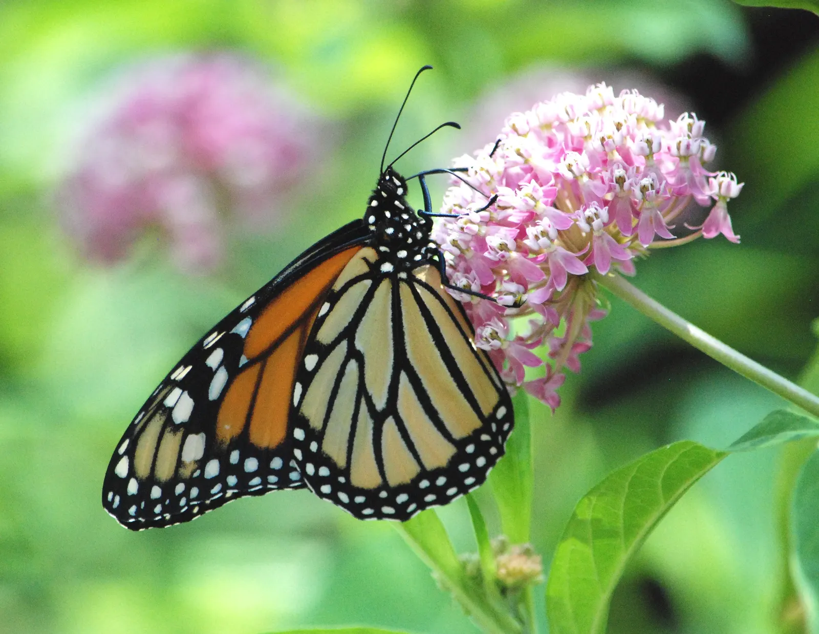 Red Milkweed (Asclepias Incarnata) — Put it in a position where its showy flowers and associated wildlife can be observed and enjoyed; consider its, image 152