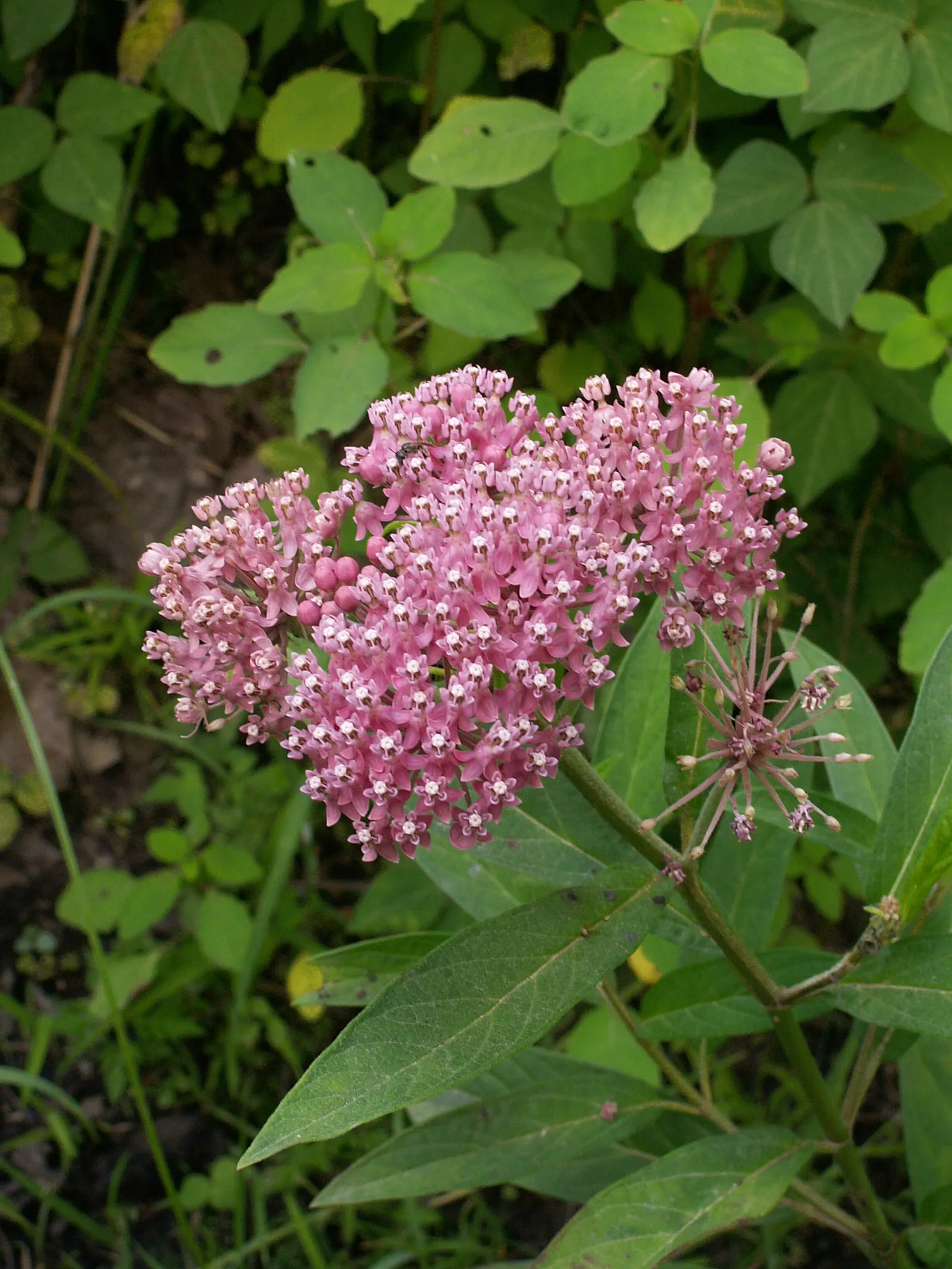 Red Milkweed (Asclepias Incarnata) — is a charismatic perennial native to North America; put it in a position where its showy flowers and, image 141