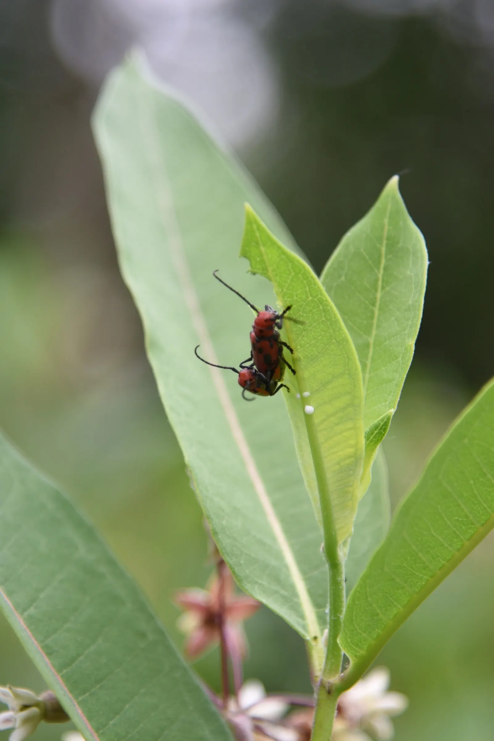 Red Milkweed (Asclepias Incarnata) — it thrives in full sun to partial shade; this upright plant typically reaches heights of 3 to 5 feet and, image 84