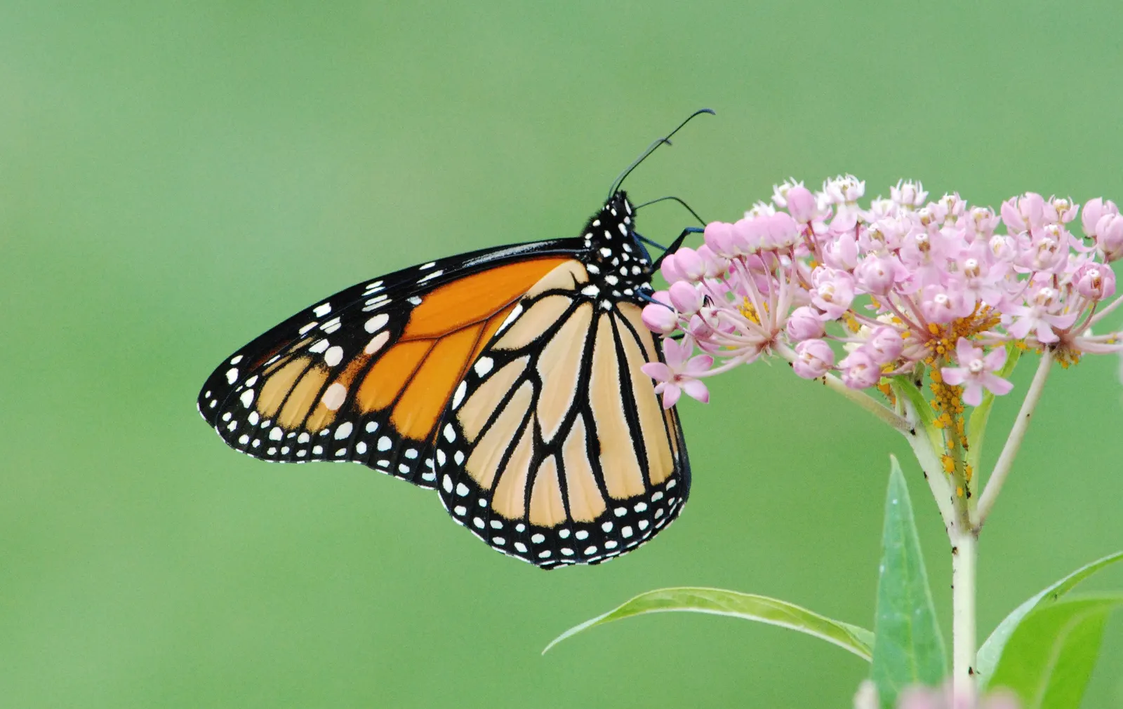 Red Milkweed (Asclepias Incarnata) — with a spread of 2-3 feet; it thrives in full sun to partial shade, image 83