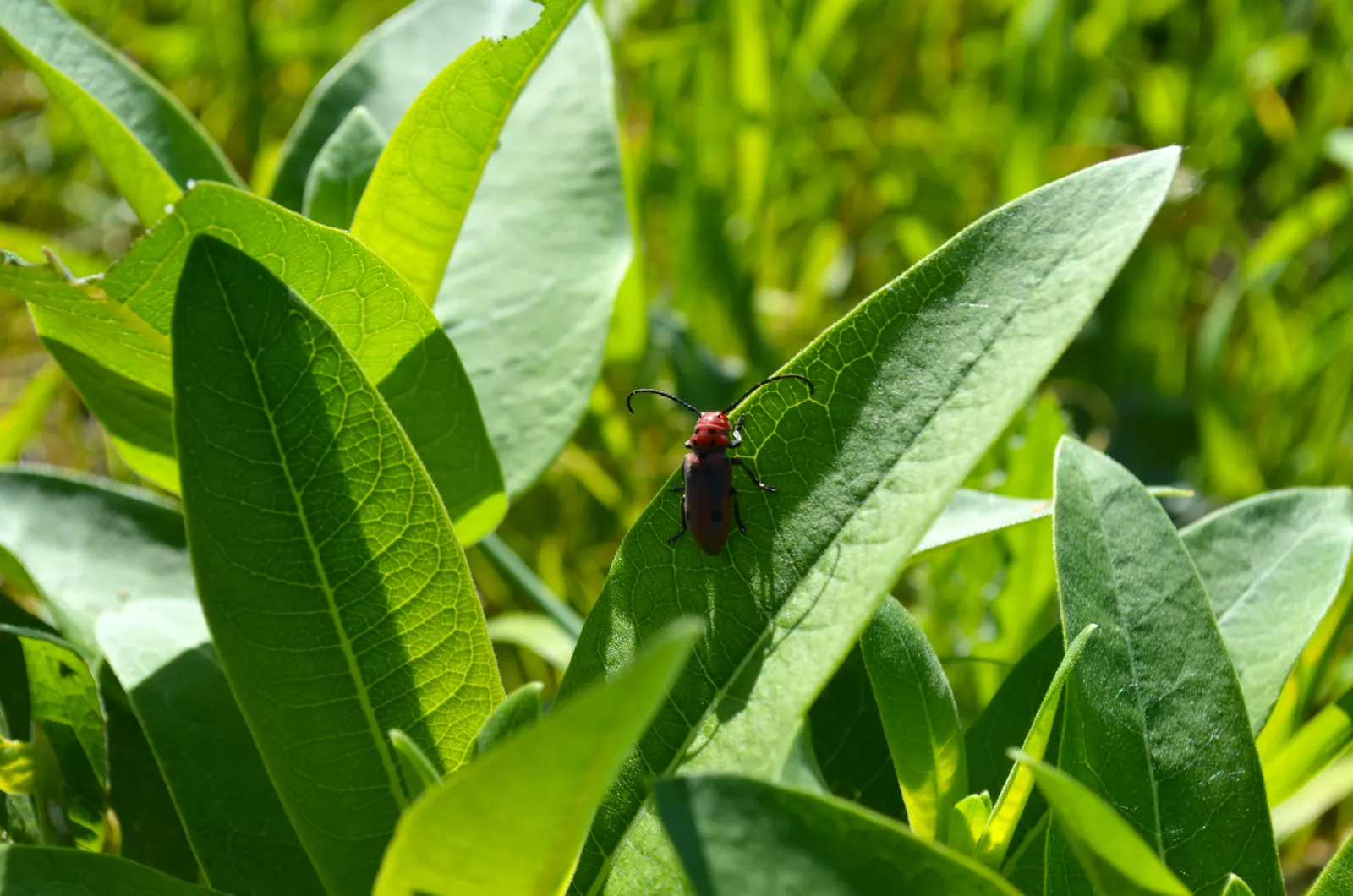 Red Milkweed (Asclepias Incarnata) — pink flowers in the garden; and provides vital habitat and food for their caterpillars, image 76