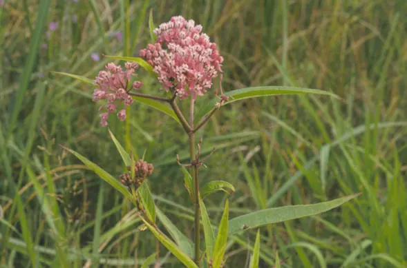 Red Milkweed (Asclepias Incarnata) — being naturally found in wetlands; it tolerates both average and moist soils, image 122