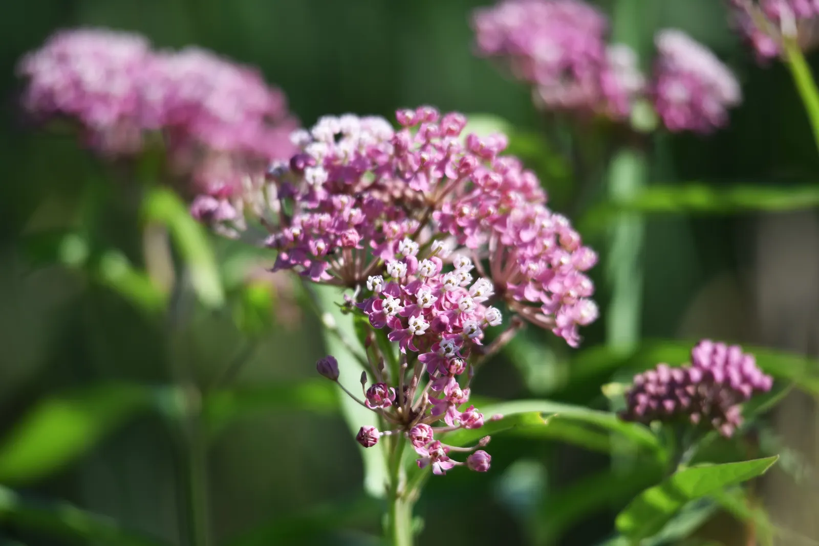 Red Milkweed (Asclepias Incarnata) — and provides vital habitat and food for their caterpillars; this plant is an excellent attractor of butterflies, image 139