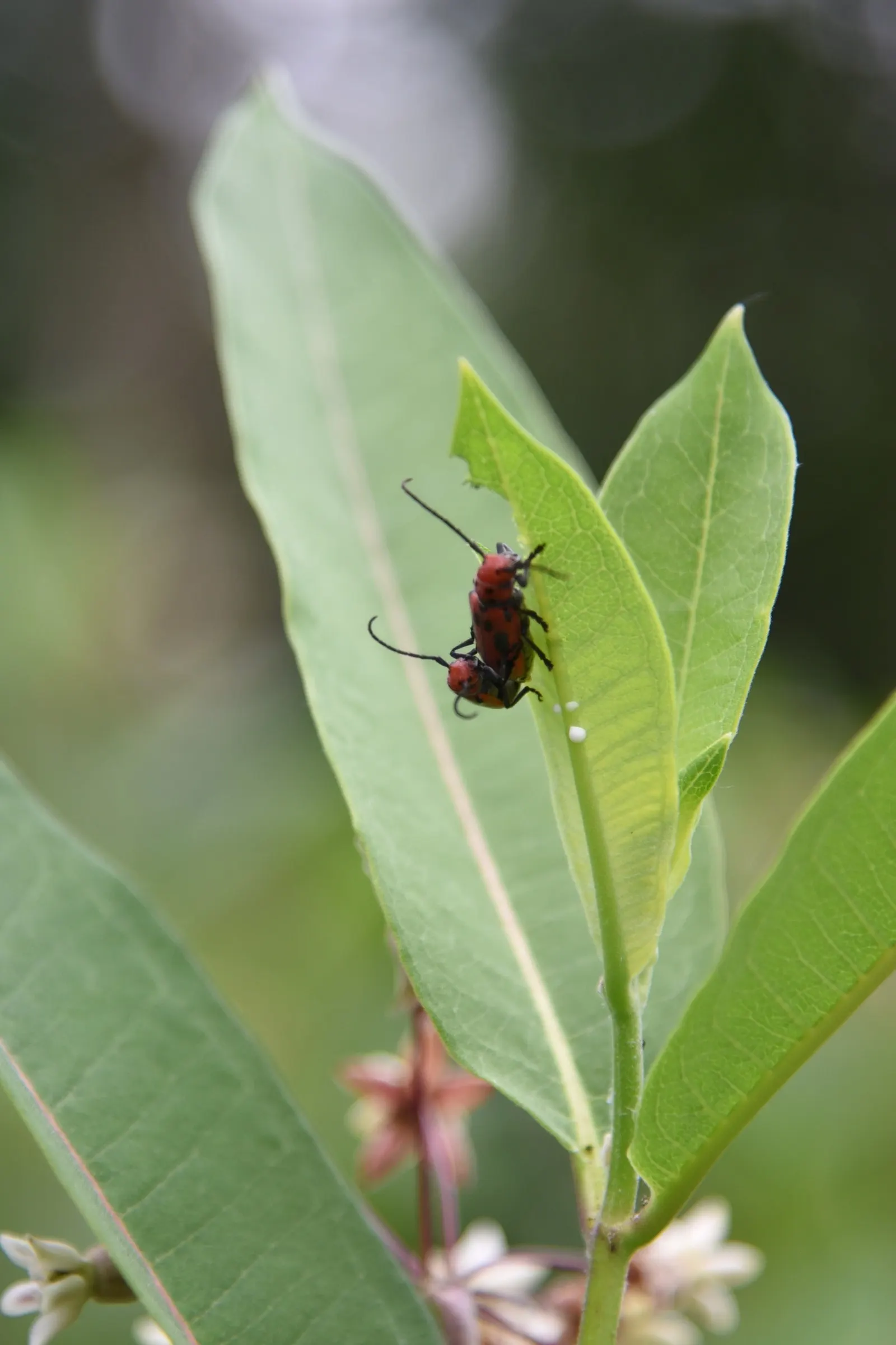 Red Milkweed (Asclepias Incarnata) — Put it in a position where its showy flowers and associated wildlife can be observed and enjoyed; consider its, image 100