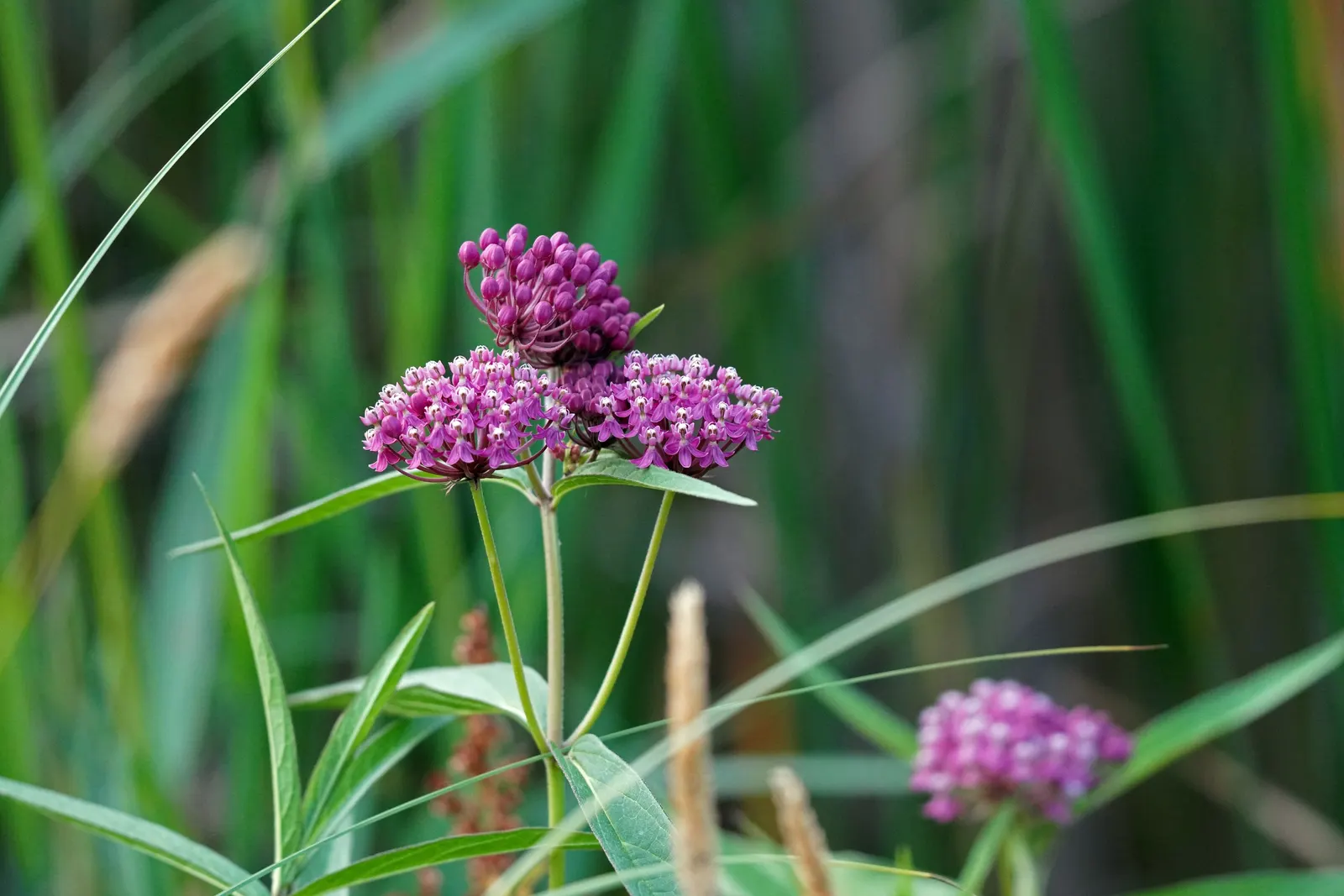Red Milkweed (Asclepias Incarnata) — is a perennial prized for its vibrant pink to mauve clusters of flowers; is a charismatic perennial native to, image 158