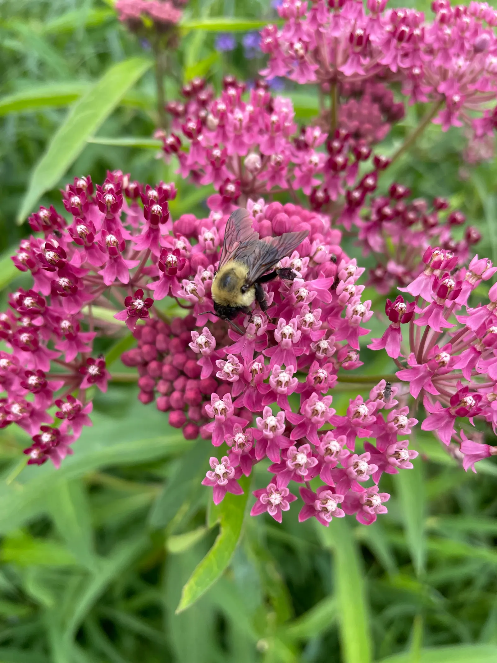 Red Milkweed (Asclepias Incarnata) — It is uniquely adaptable to various moisture conditions; celebrated for its vibrant pink to mauve clusters of, image 121