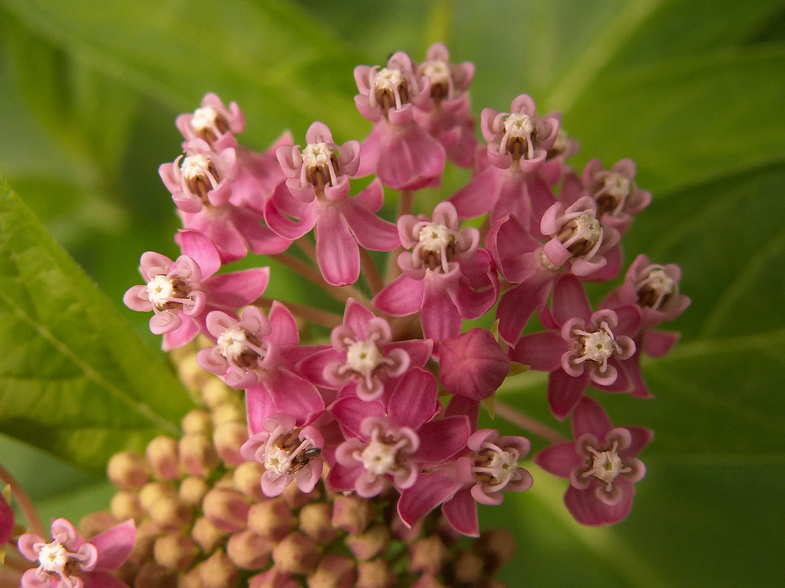 Red Milkweed (Asclepias Incarnata) — and can even endure occasional flooding; preferring moist to wet soils, image 150