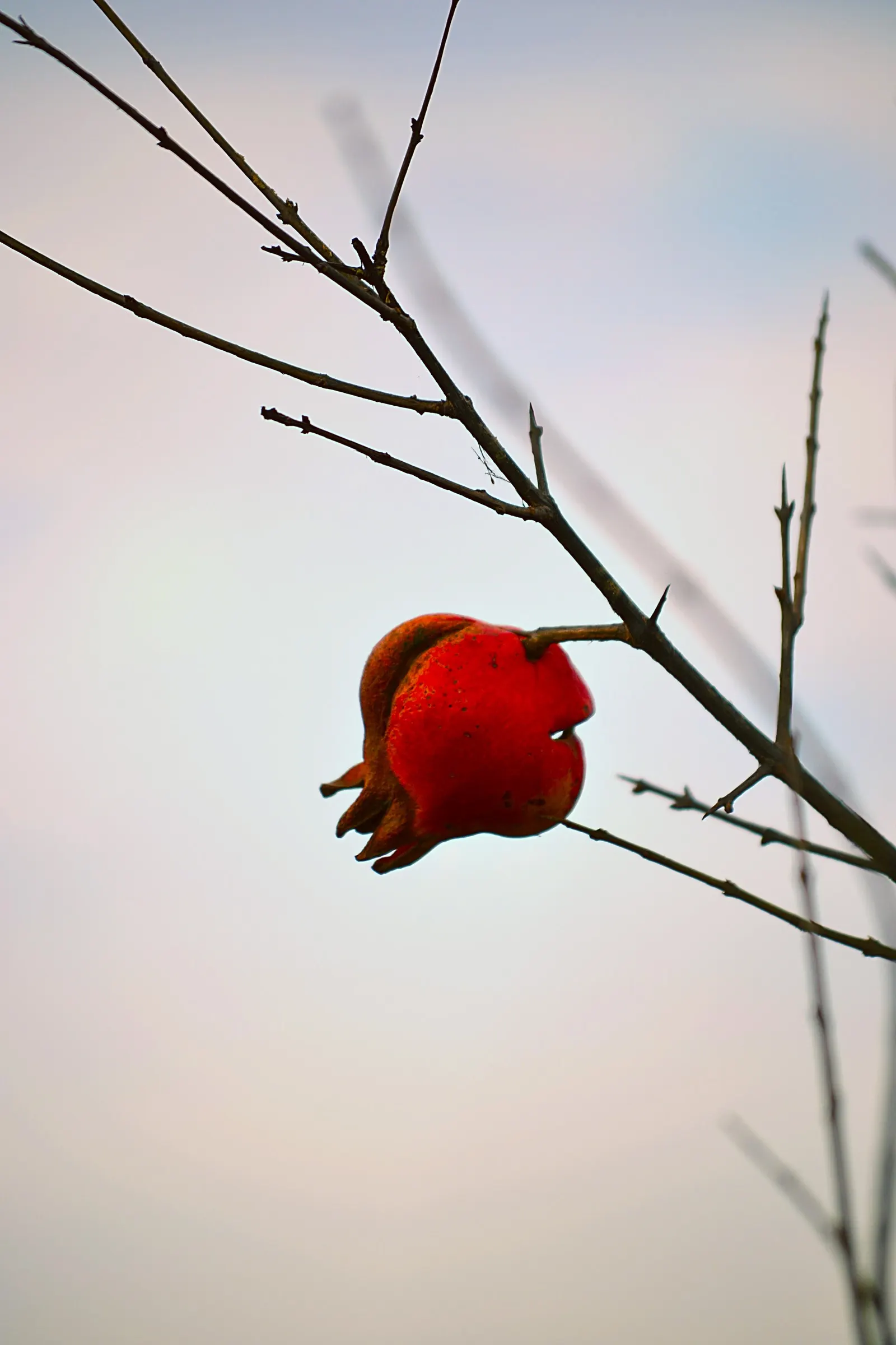 Pomegranate (Punica Granatum) — though size can be maintained with regular pruning