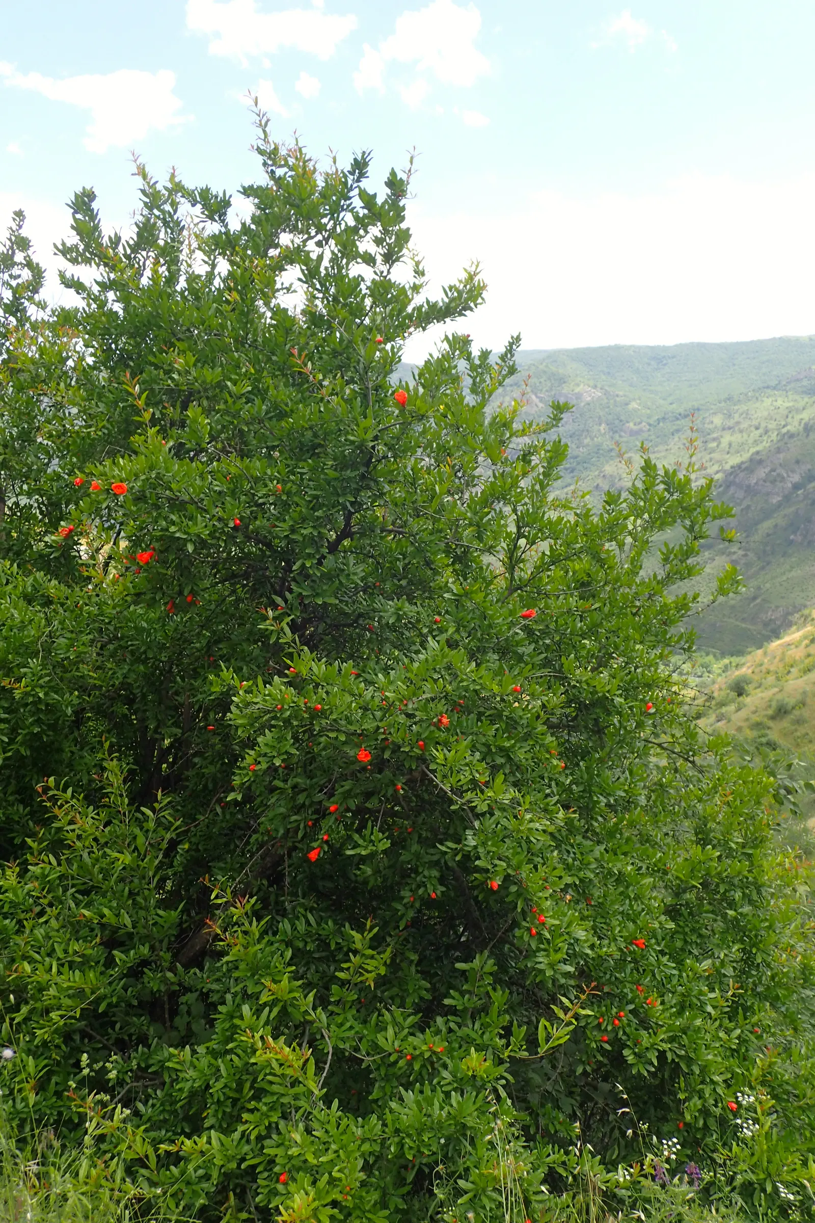 Pomegranate (Punica Granatum) — It thrives in full sun and well-drained soil, with moderate water needs; pomegranates prefer a sunny position and, image 84