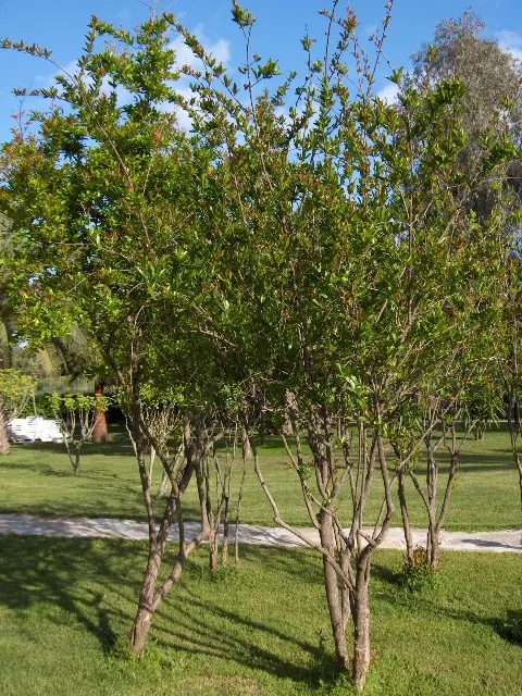 Pomegranate (Punica Granatum) — making them suitable for xeriscaping and water-efficient landscapes; appreciated for its vibrant orange-red flowers, image 74