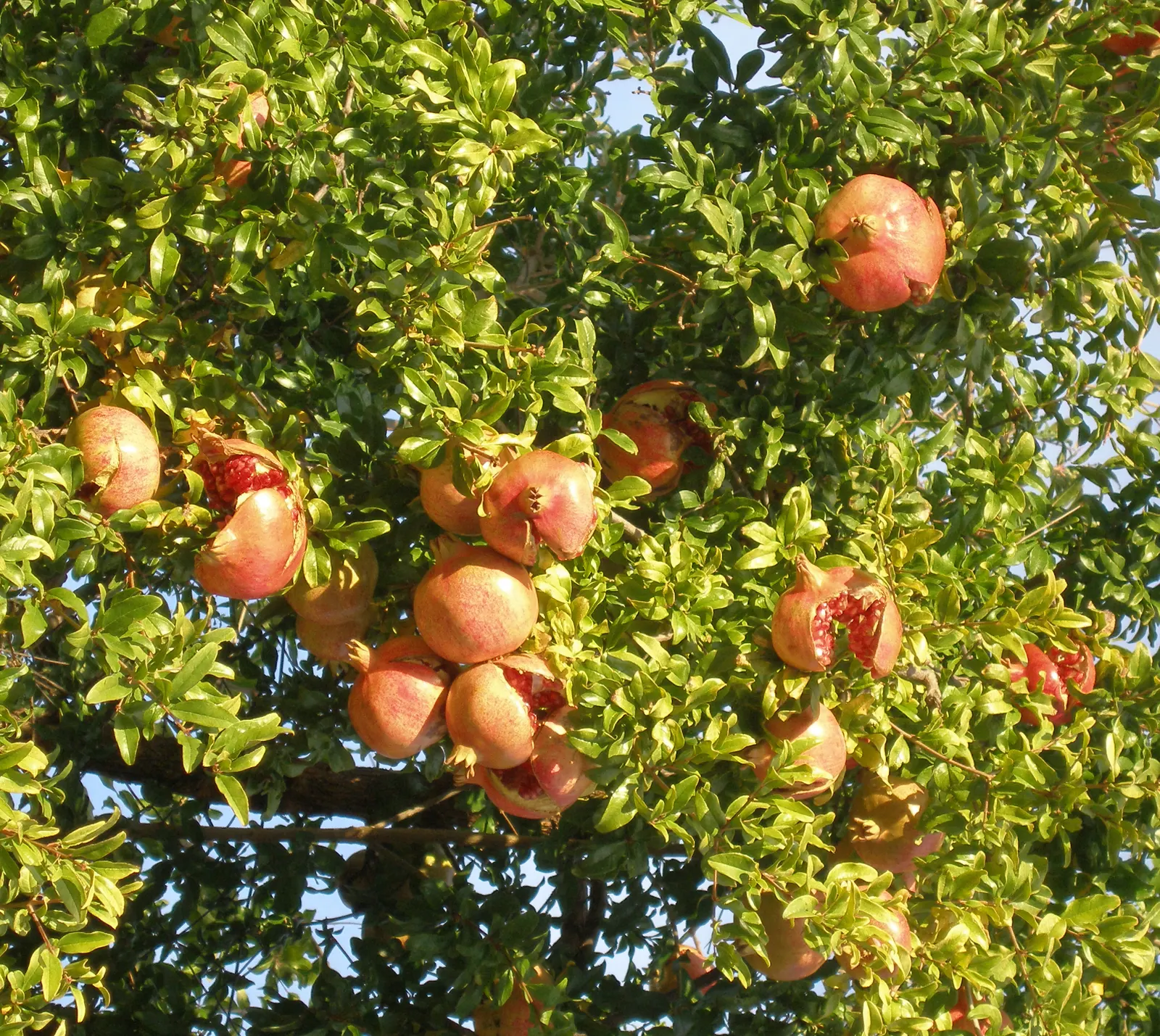 Pomegranate (Punica Granatum) — The Pomegranate (Punica granatum) is a deciduous shrub reaching 6-10 feet tall and wide; the Pomegranate's glossy, image 82