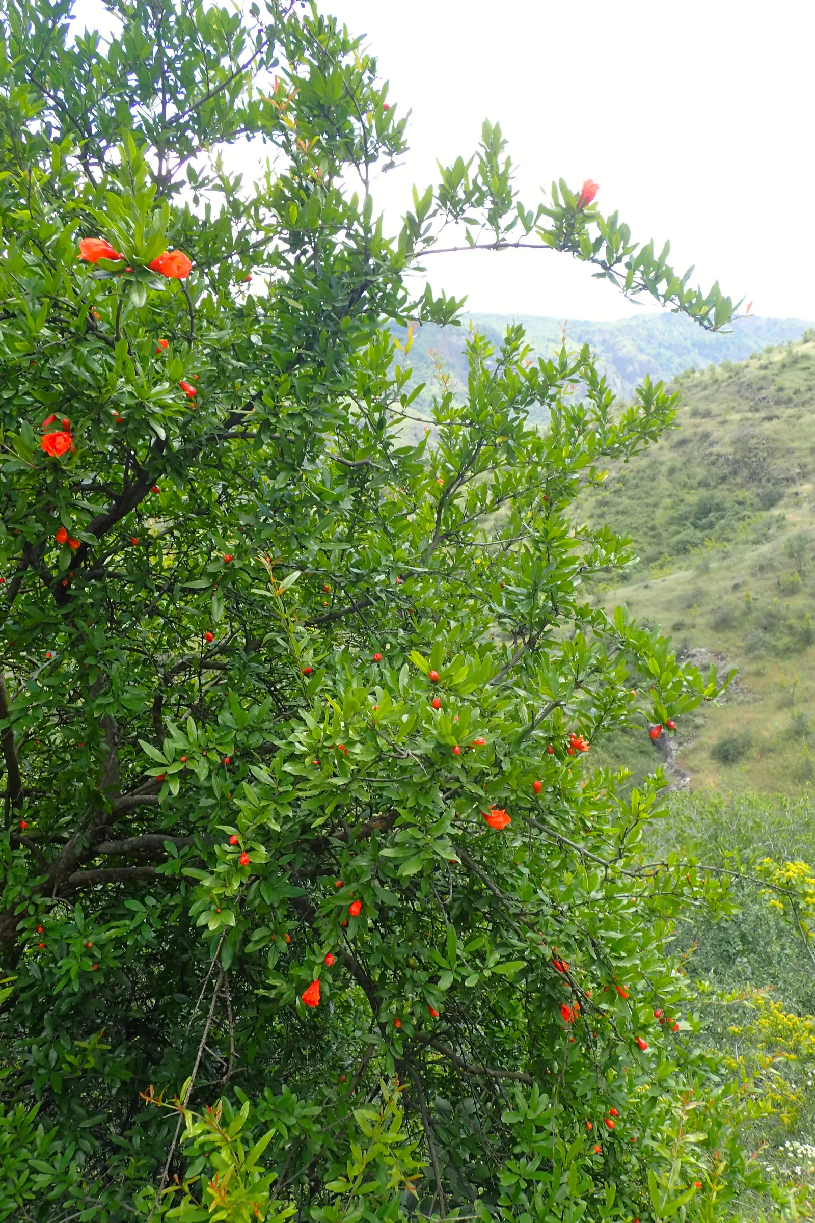 Pomegranate (Punica Granatum) — shrub / tree for full or half; or even as a functional hedge with seasonal interest, image 81