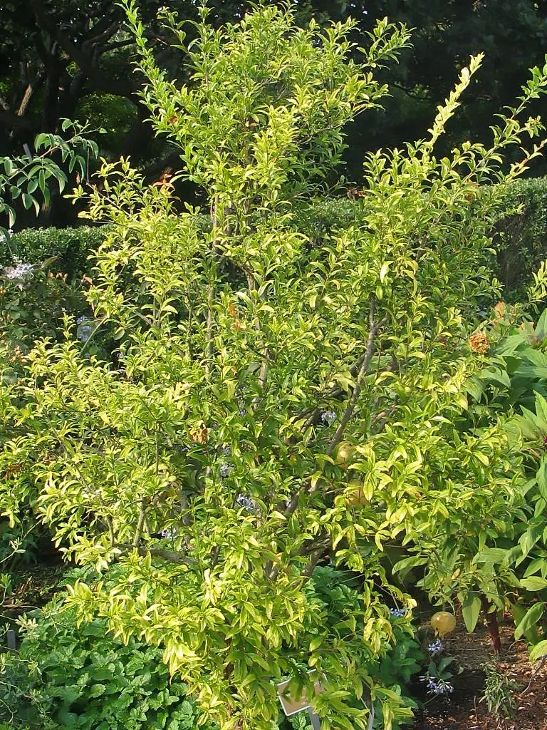Pomegranate (Punica Granatum) — They are drought-tolerant once established; when incorporating into landscape designs, image 73