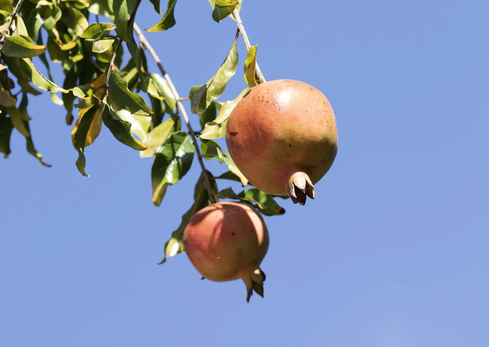 Pomegranate (Punica Granatum) — This plant's versatile nature allows it to be trained as a small tree or maintained as a bushy shrub; making them suitable for