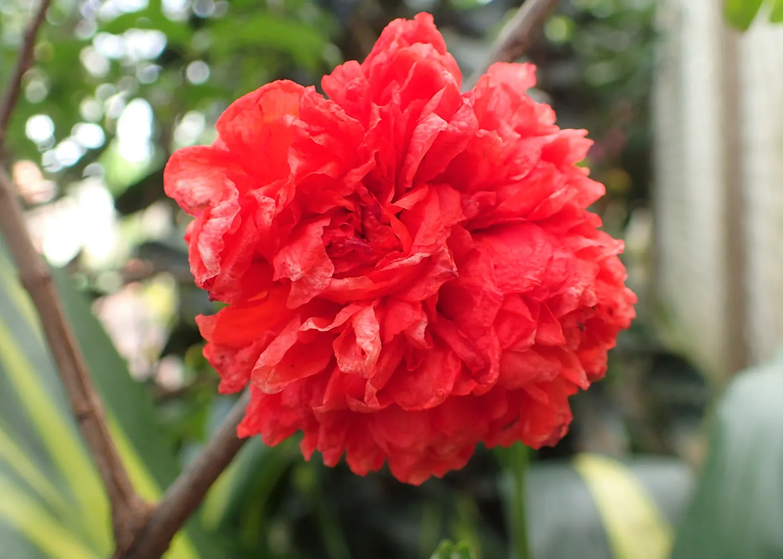 Pomegranate (Punica Granatum) — orange flowers in the garden; though size can be maintained with regular pruning, image 79