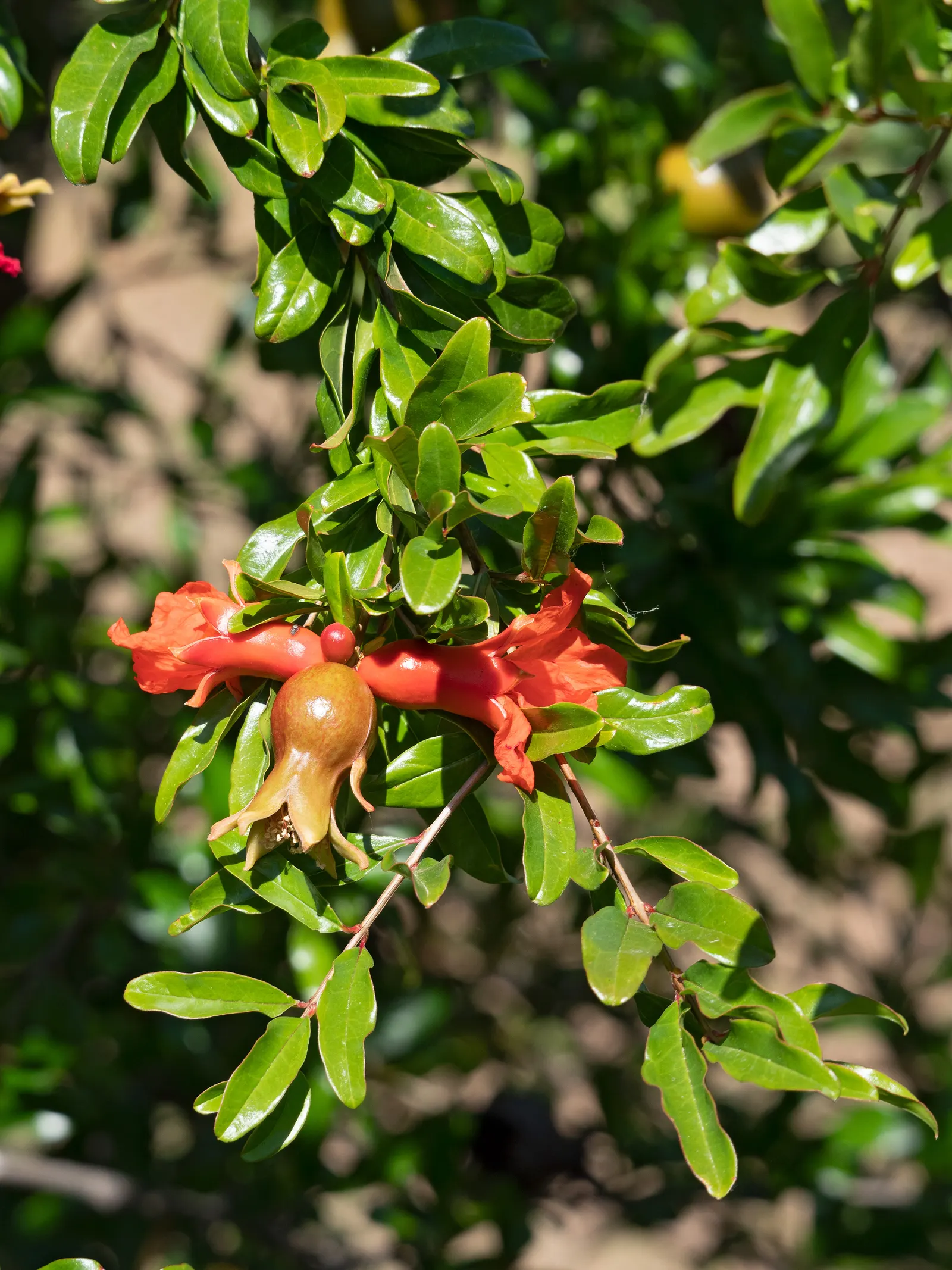 Pomegranate (Punica Granatum) — shrub / tree with orange blooms; a tough, leathery rind encapsulates a multitude of ruby-red arils with juicy, image 80