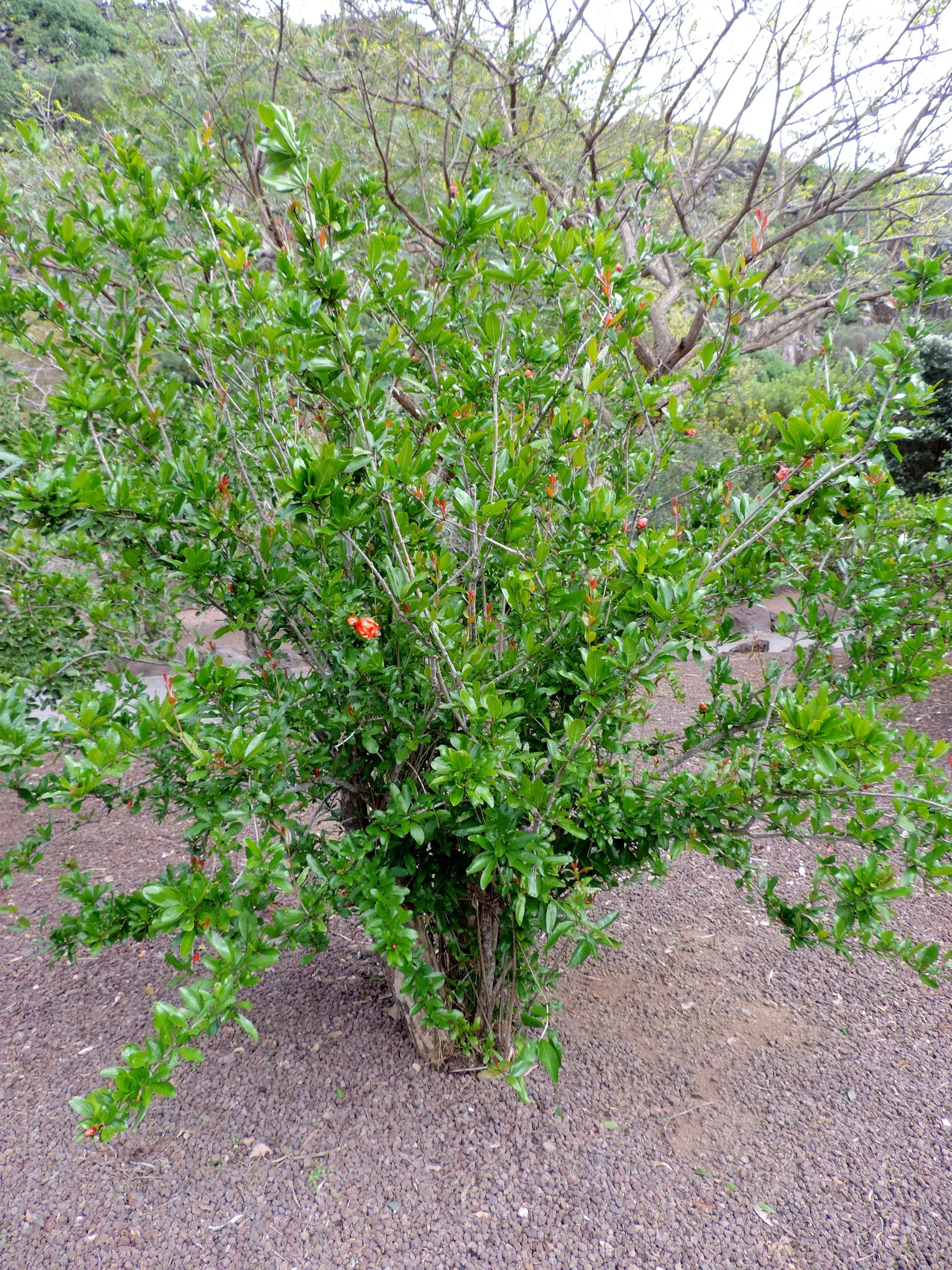 Pomegranate (Punica Granatum) — Its drought tolerance makes it a practical choice for varied landscapes; providing flexibility in design, image 60