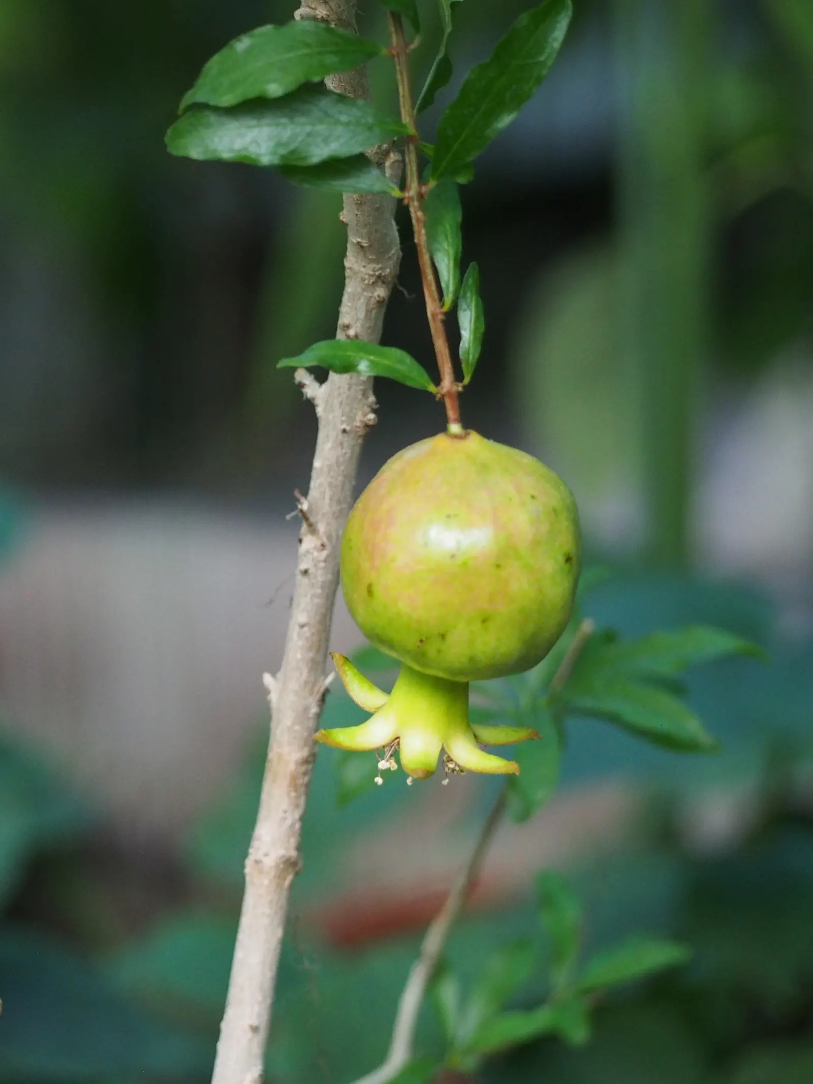 Pomegranate (Punica Granatum) — It flowers in late spring to early summer, producing vibrant, funnel-shaped blooms up to 1.5 inches wide, image 41