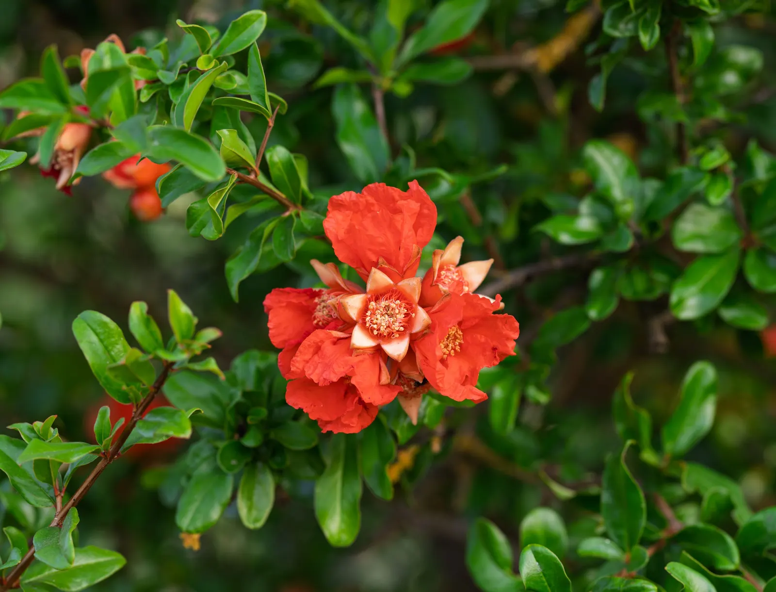 Pomegranate (Punica Granatum) — Mature specimens typically reach 12 to 20 feet in height and spread 12 to 20 feet wide; its drought tolerance makes, image 90