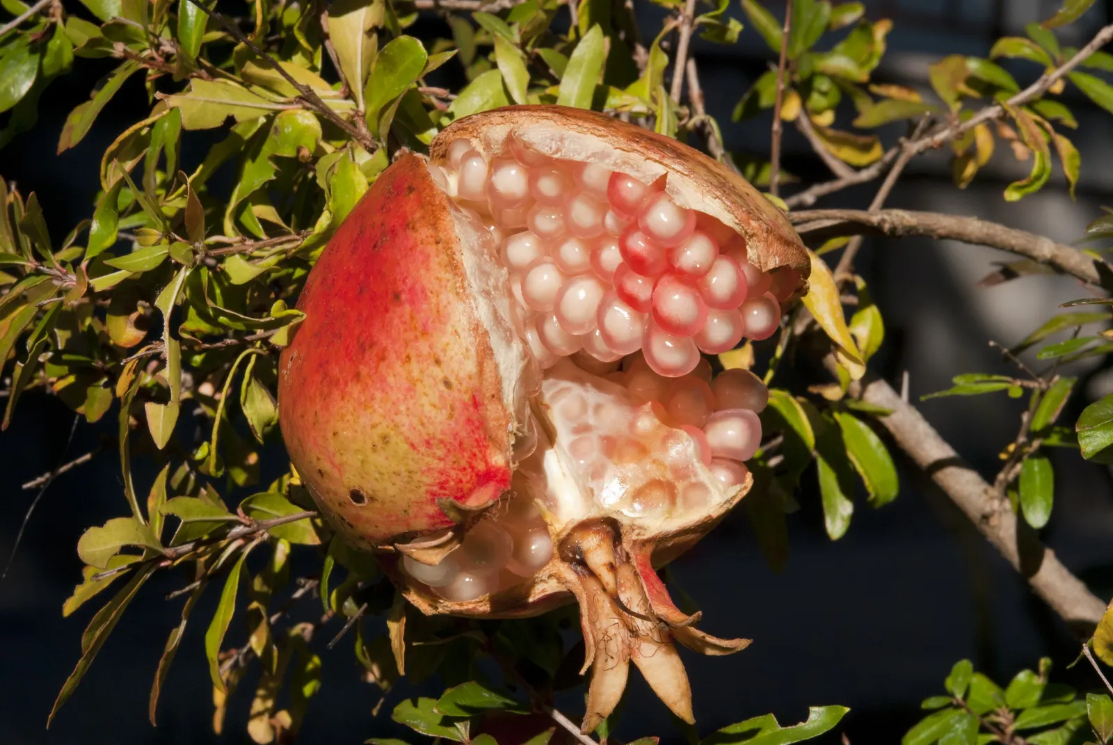 Pomegranate (Punica Granatum) — Its drought tolerance makes it a practical choice for varied landscapes; providing flexibility in design, image 87