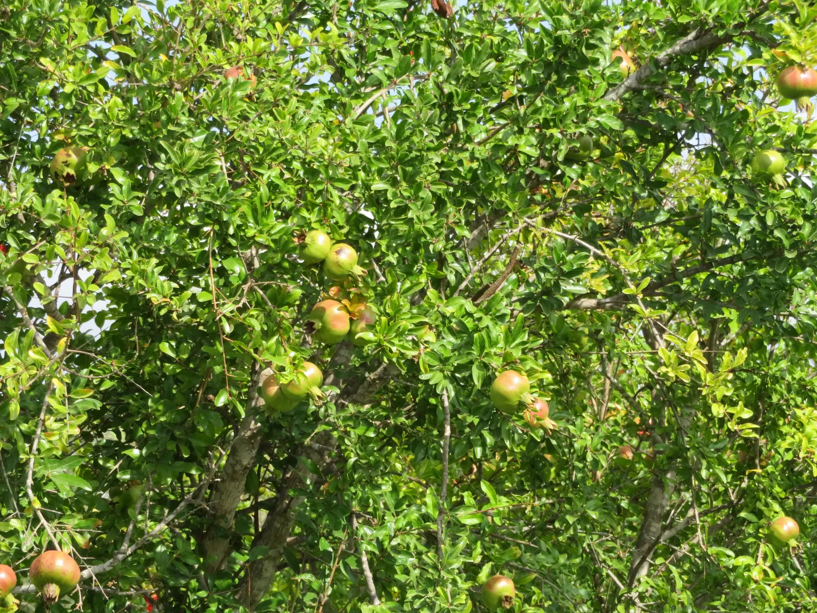 Pomegranate (Punica Granatum) — consider the Pomegranate as a specimen plant, image 77