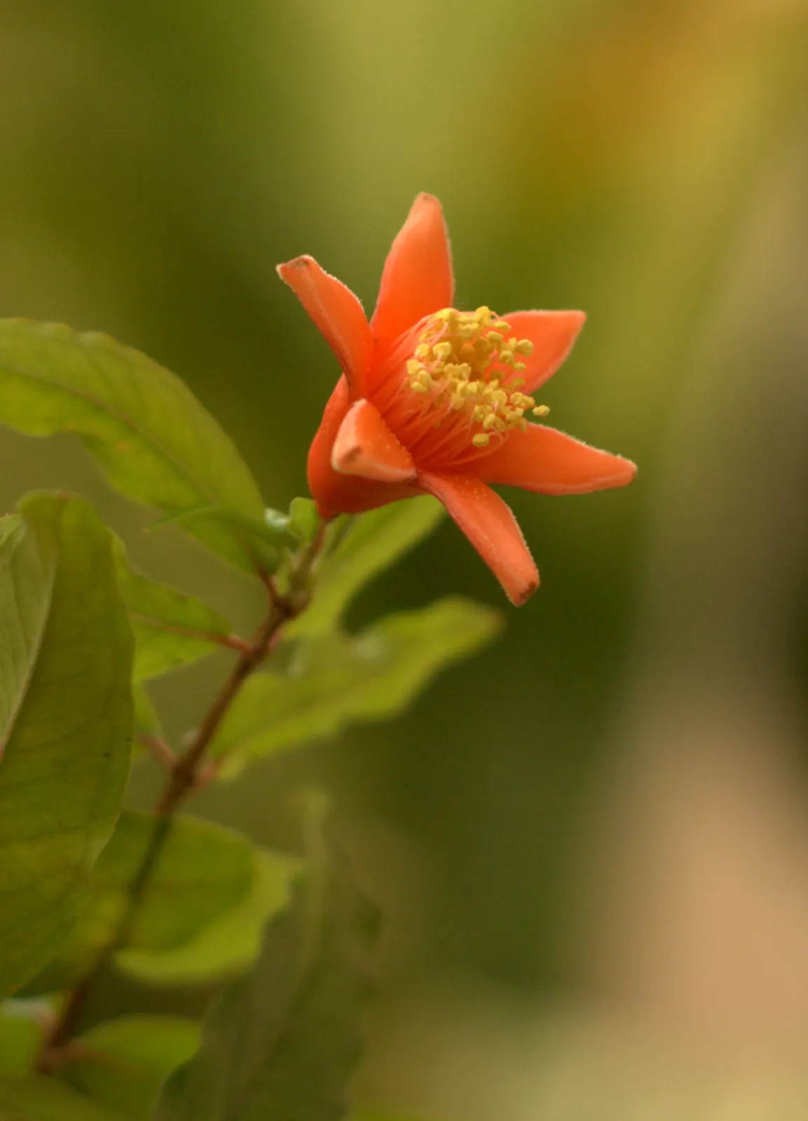 Pomegranate (Punica Granatum) — reaching around 2.5 to 5 inches in diameter; the Pomegranate (Punica granatum) is a deciduous shrub reaching 6-10, image 70