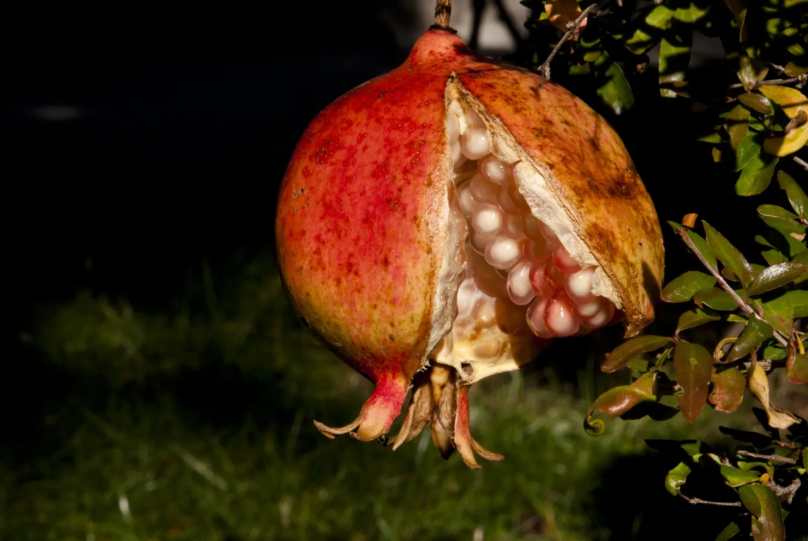 Pomegranate (Punica Granatum) — 2-5 inches wide fruit adds culinary interest, image 86