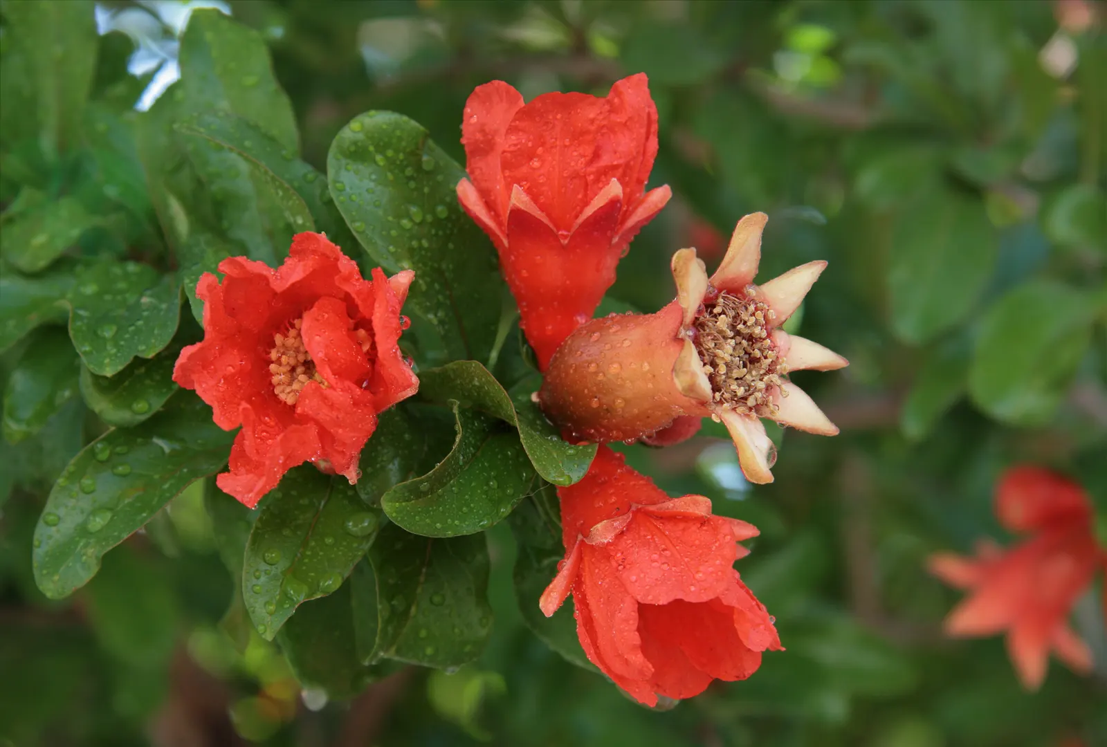 Pomegranate (Punica Granatum) — is a deciduous shrub known for its ornamental beauty and delicious fruit; they are drought-tolerant once established, image 88