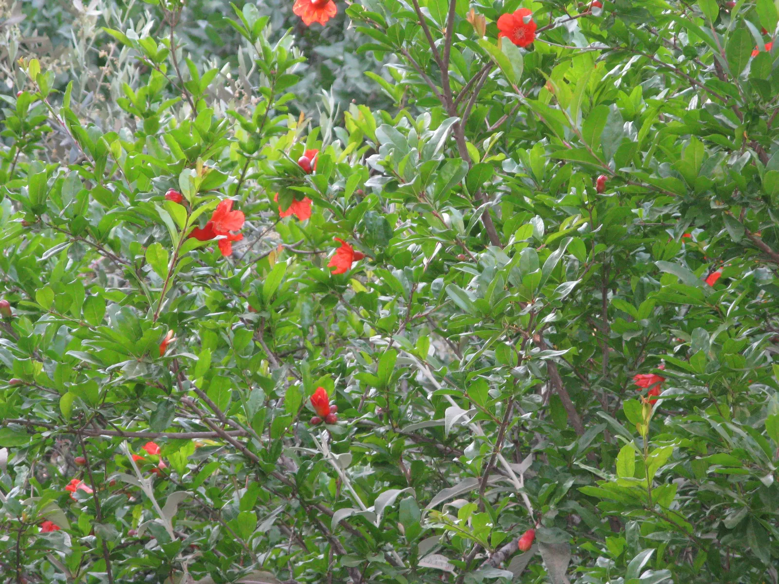 Pomegranate (Punica Granatum) — appreciated for its vibrant orange-red flowers and edible fruit; this plant's versatile nature allows it to be, image 56