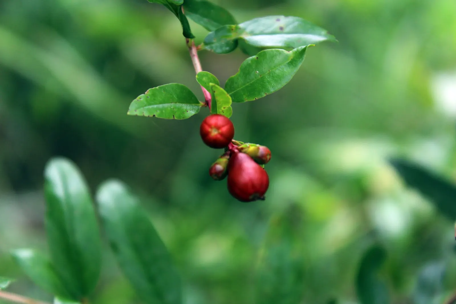 Pomegranate (Punica Granatum) — lance-shaped leaves that range from 2 to 3 inches long and exhibit a striking bright green color; is a deciduous shrub known