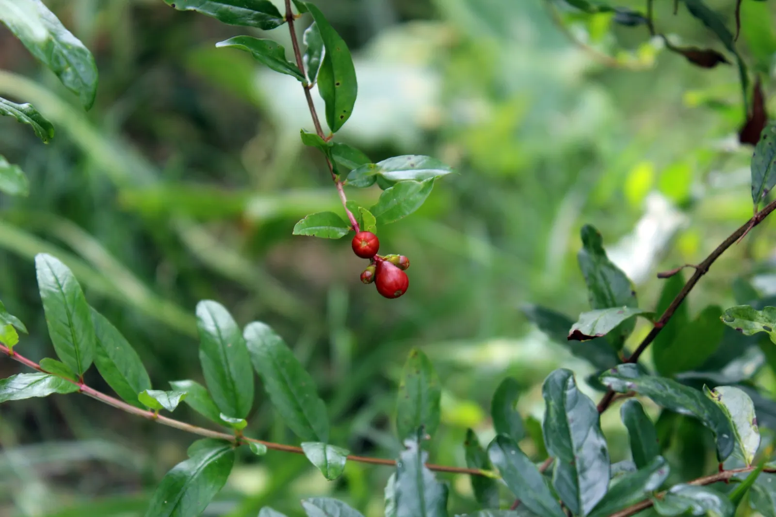 Pomegranate (Punica Granatum) — It flowers in late spring to early summer, producing vibrant, funnel-shaped blooms up to 1.5 inches wide, image 68