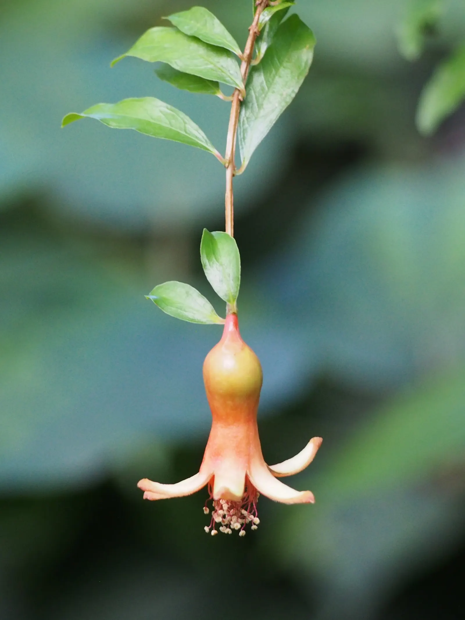 Pomegranate (Punica Granatum) — reaching around 2.5 to 5 inches in diameter; the Pomegranate (Punica granatum) is a deciduous shrub reaching 6-10 feet tall and