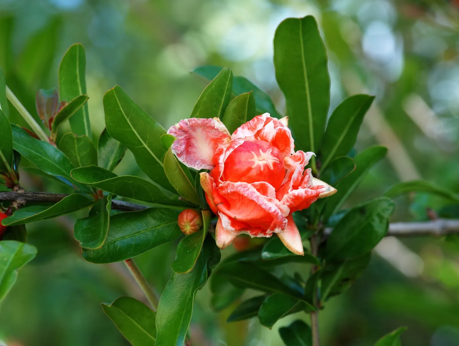 Pomegranate (Punica Granatum) — though size can be maintained with regular pruning; lance-shaped leaves that range from 2 to 3 inches long and exhibit a