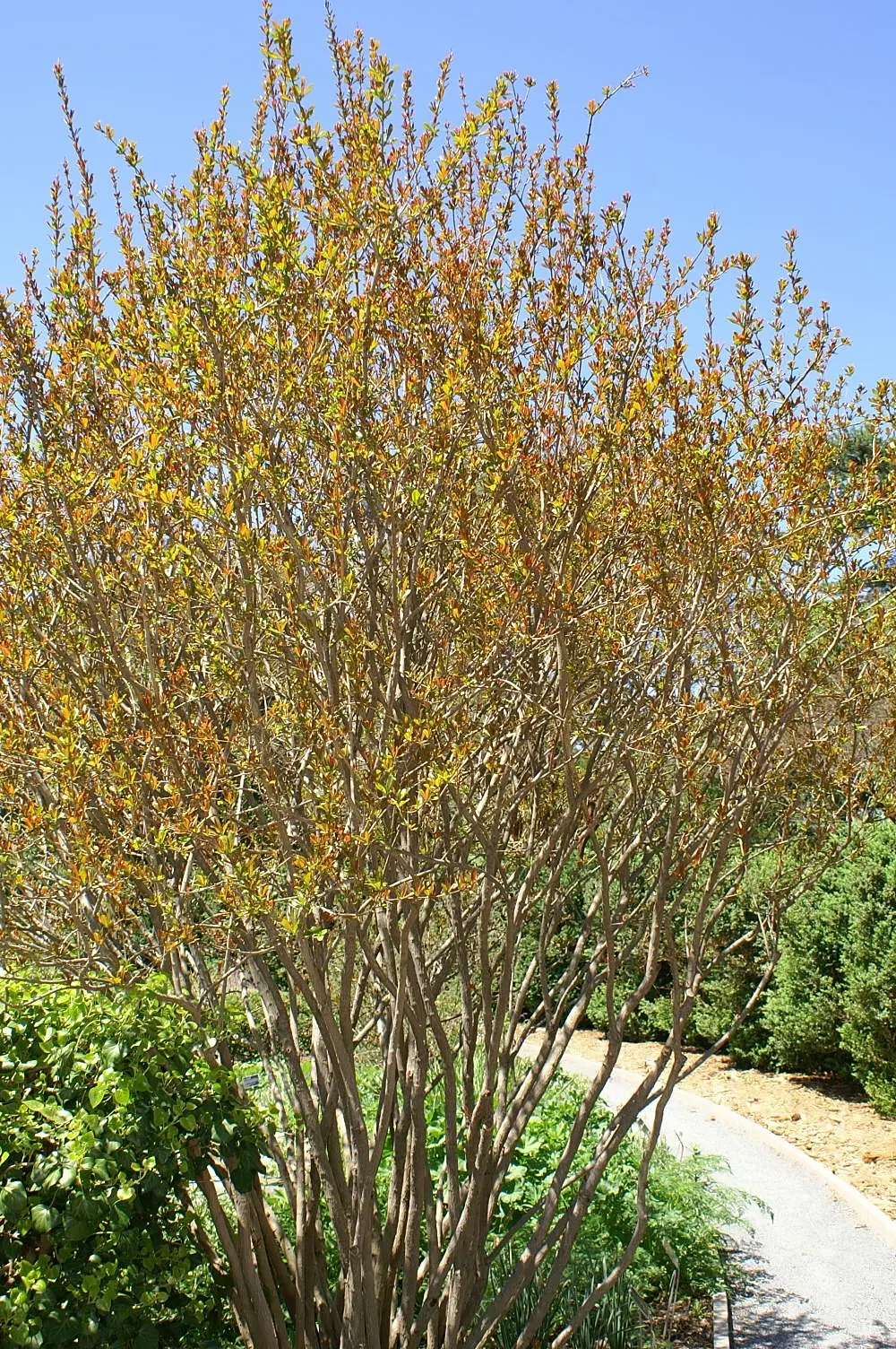 Pomegranate (Punica Granatum) — Being cold-hardy down to around 10&deg;F, they can thrive in USDA zones 7 to 10; mature specimens typically reach, image 75