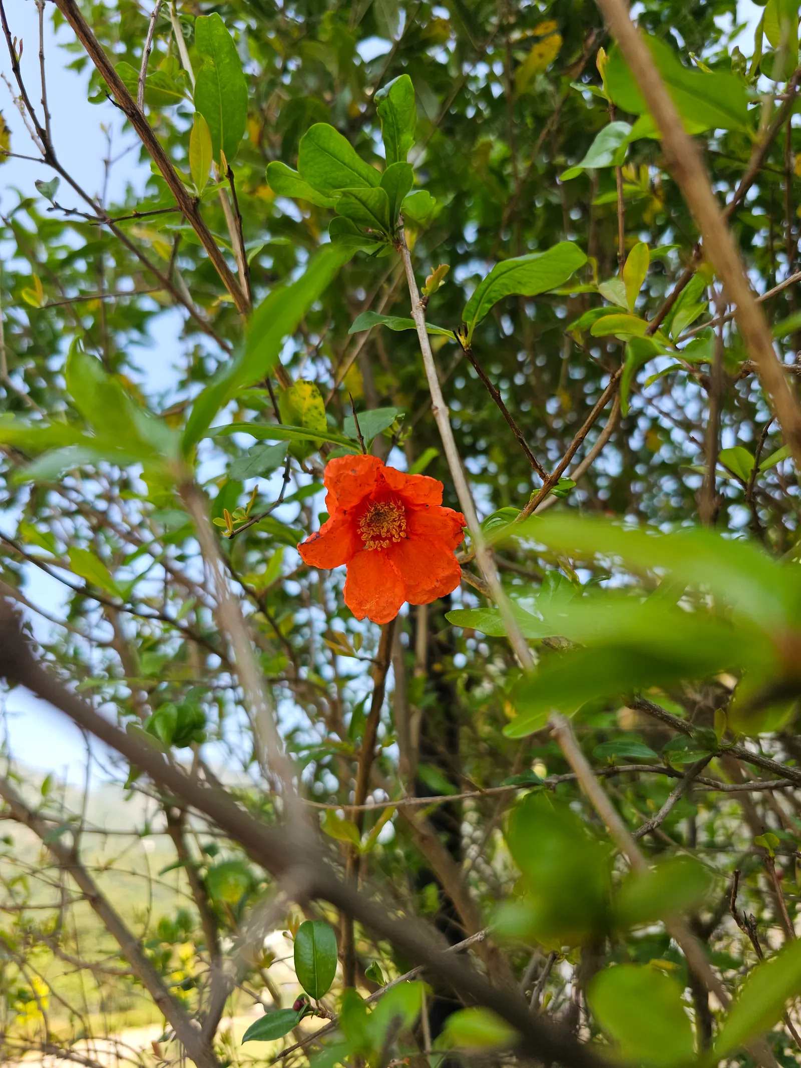 Pomegranate (Punica Granatum) — The Pomegranate's glossy leaves and multi-stemmed form create ornamental appeal; orange flowers in the garden, image 58