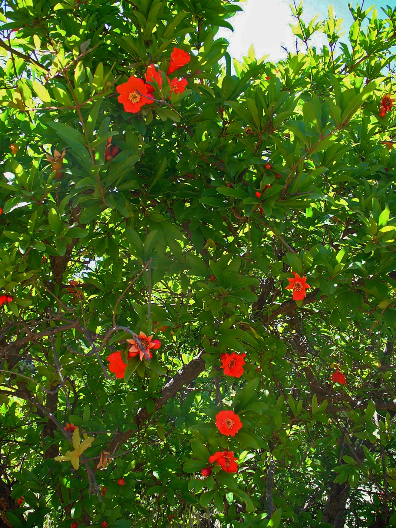 Pomegranate (Punica Granatum) — providing flexibility in design placement.<br><br>The foliage of the Pomegranate boasts glossy; shrub / tree for full or half