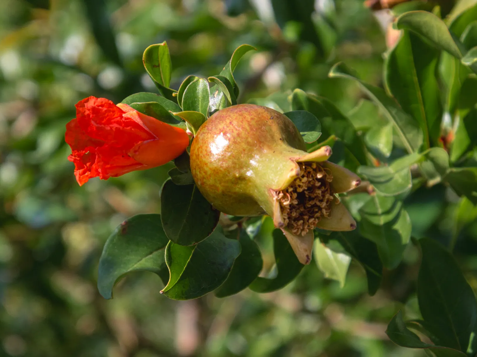 Pomegranate (Punica Granatum) — When incorporating into landscape designs; reaching around 2.5 to 5 inches in diameter, image 76