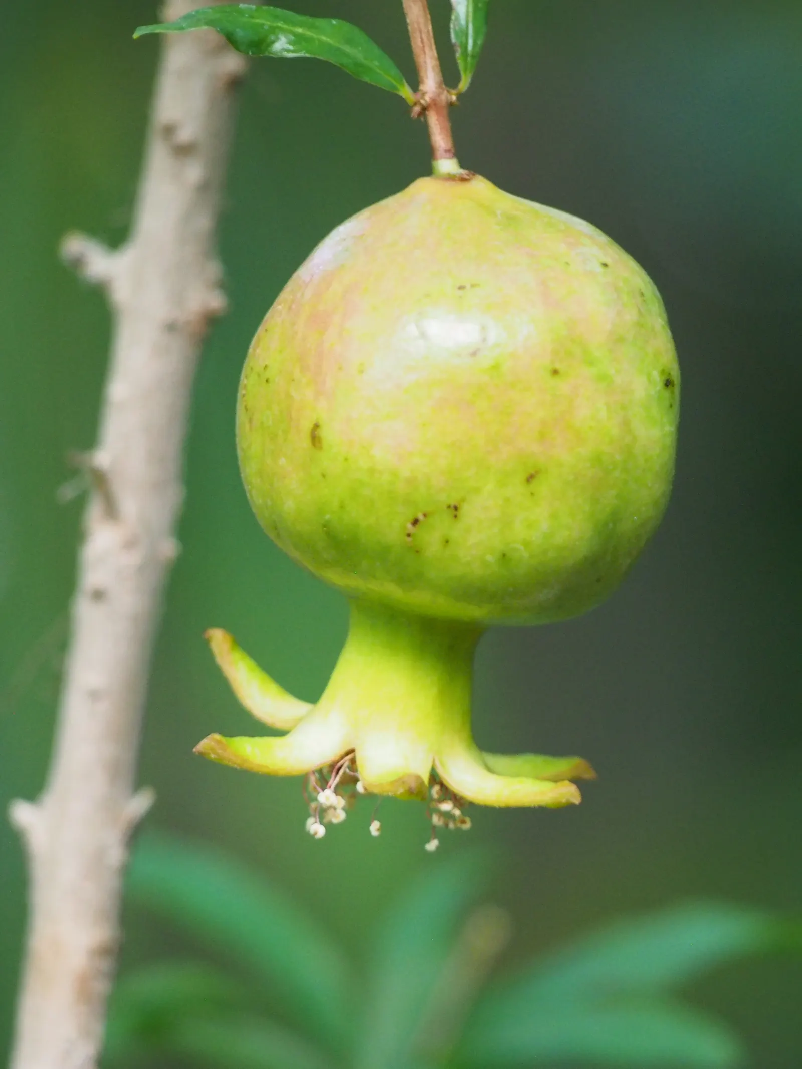 Pomegranate (Punica Granatum) — the Pomegranate bears its hallmark fruit; being cold-hardy down to around 10&deg;F, they can thrive in USDA zones 7 to 10