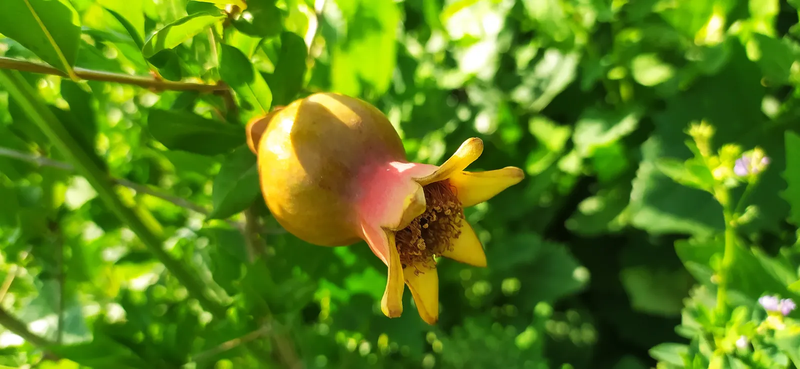 Pomegranate (Punica Granatum) — providing flexibility in design placement.<br><br>The foliage of the Pomegranate boasts glossy; shrub / tree for, image 66