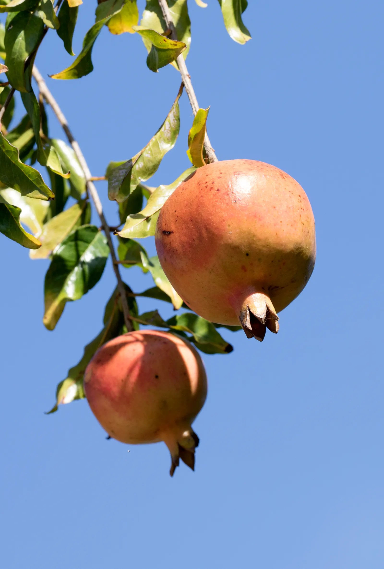 Pomegranate (Punica Granatum) — Mature specimens typically reach 12 to 20 feet in height and spread 12 to 20 feet wide