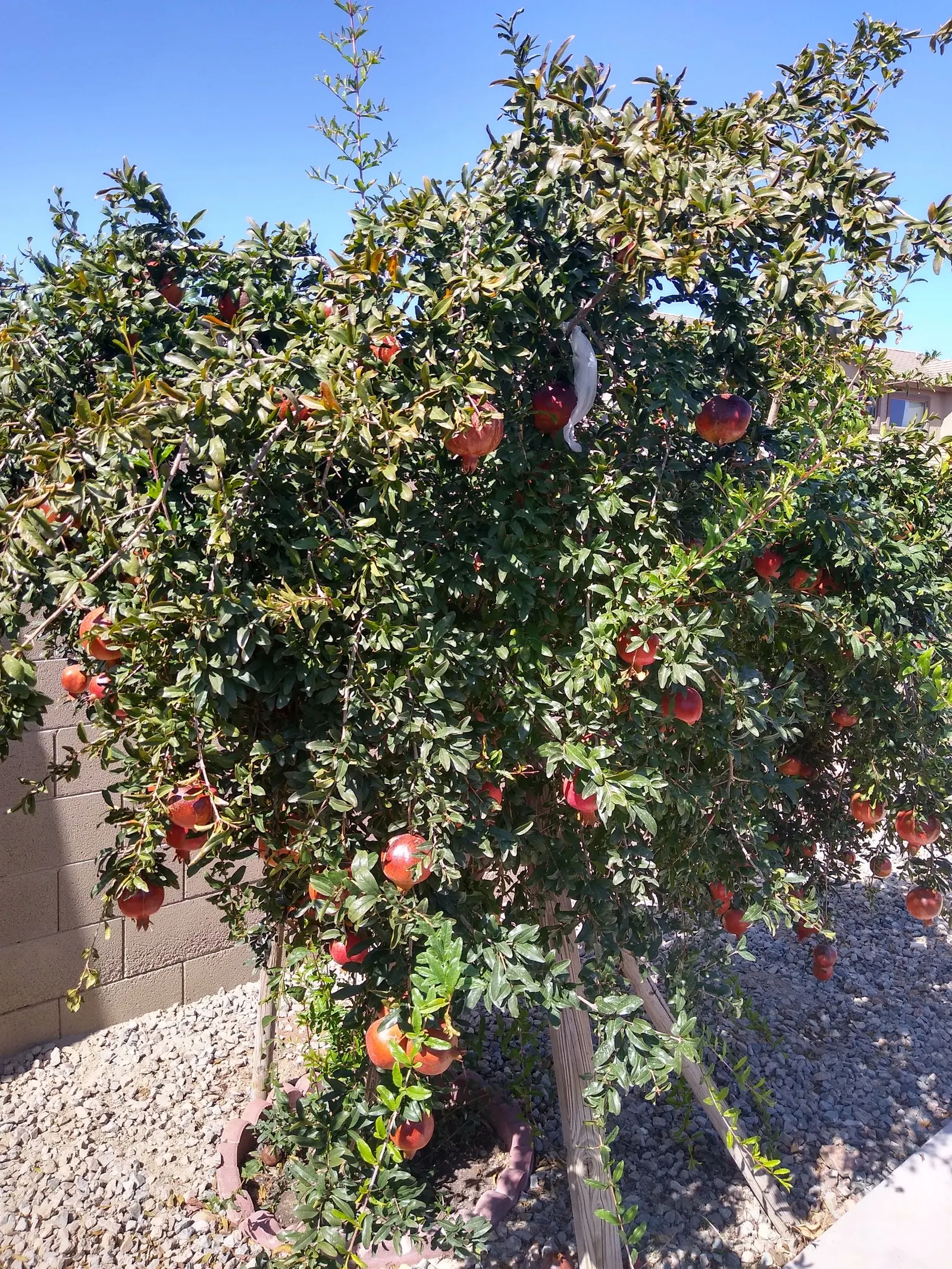 Pomegranate (Punica Granatum) — 2-5 inches wide fruit adds culinary interest, image 59