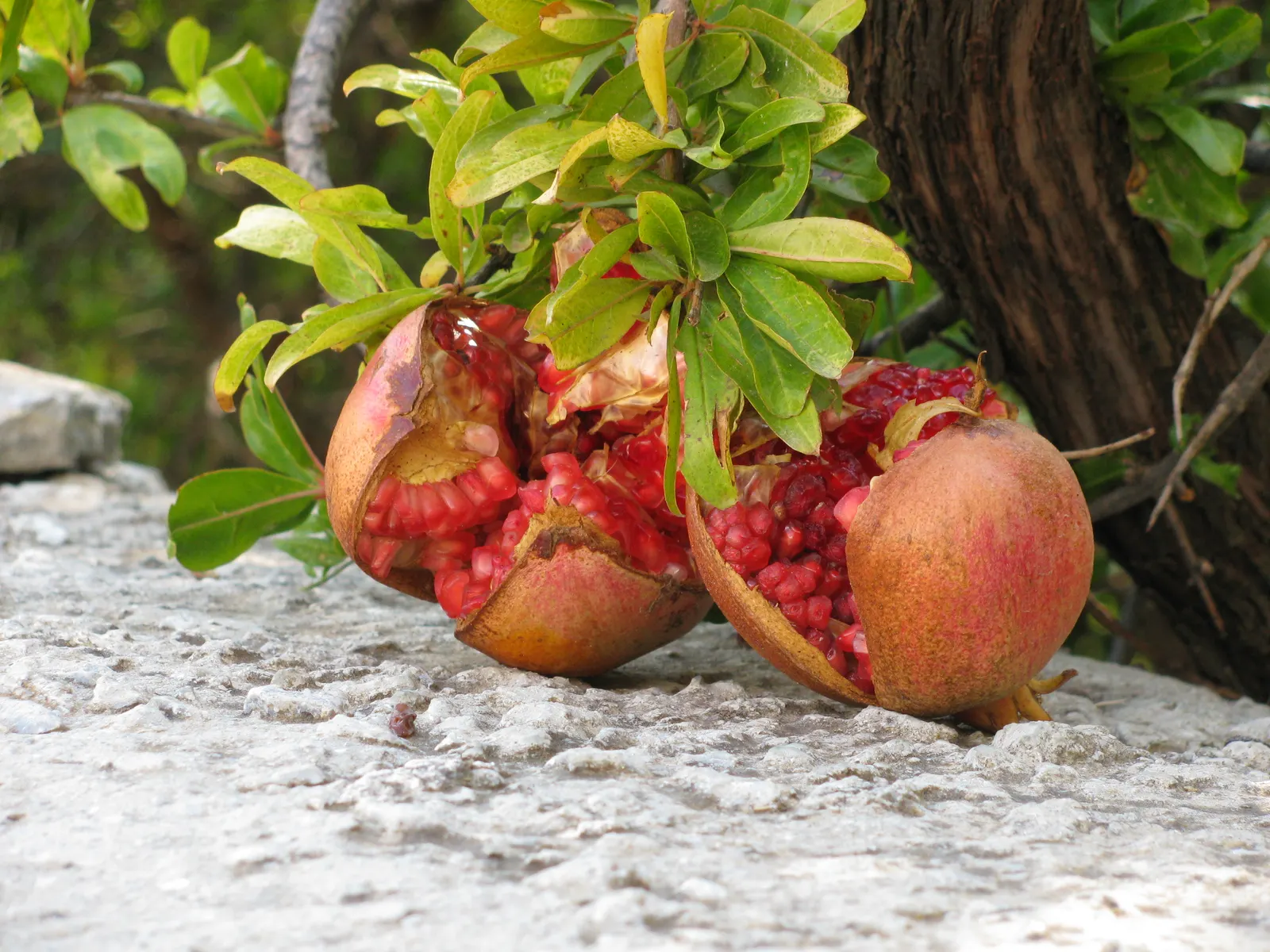 Pomegranate (Punica Granatum) — The Pomegranate's glossy leaves and multi-stemmed form create ornamental appeal; orange flowers in the garden, image 85