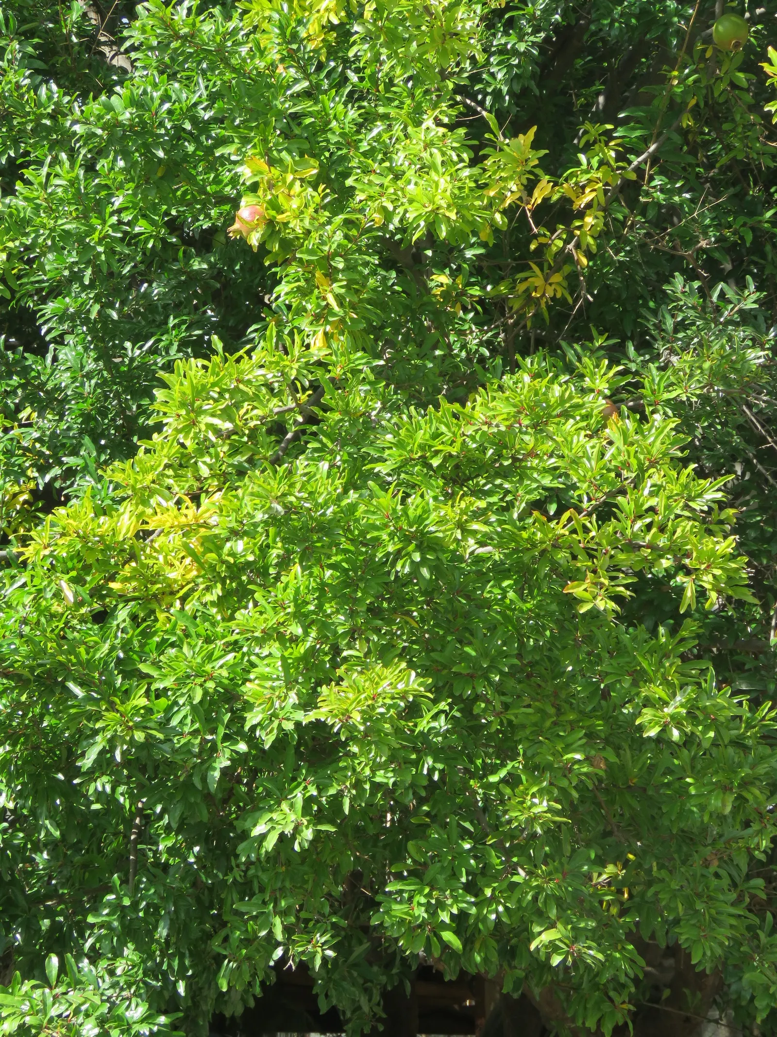 Pomegranate (Punica Granatum) — lance-shaped leaves that range from 2 to 3 inches long and exhibit a striking bright green color; is a deciduous, image 67