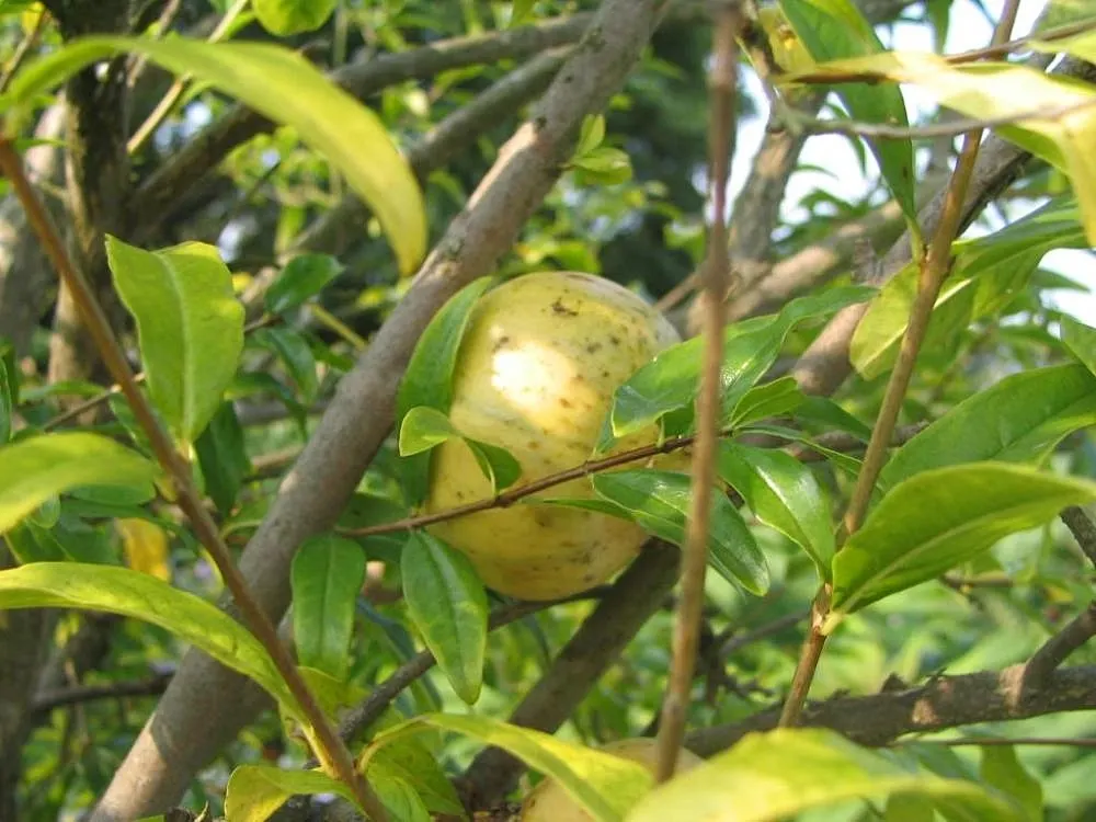 Pomegranate (Punica Granatum) — Pomegranates prefer a sunny position and well-drained conditions; the Pomegranate bears its hallmark fruit, image 72